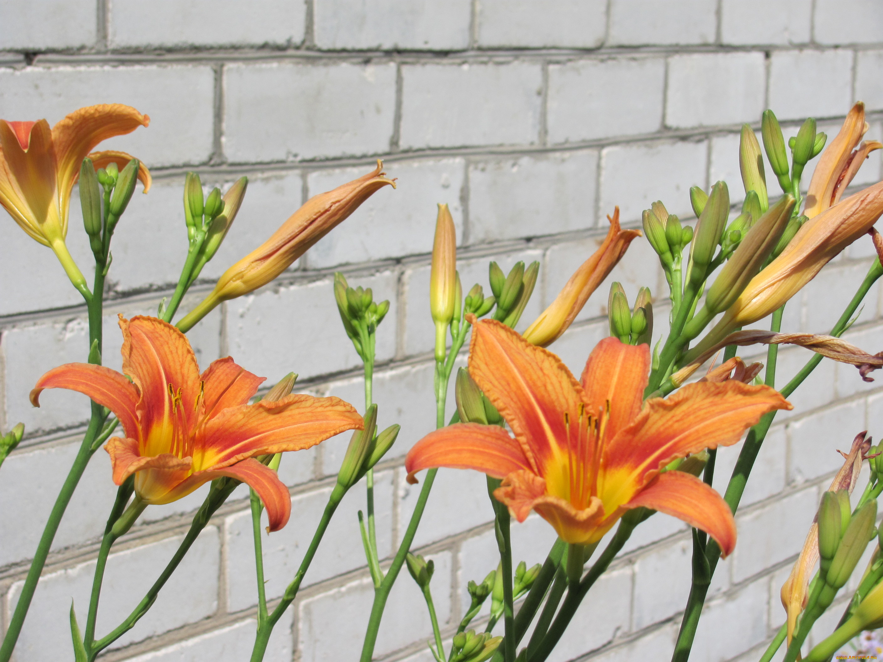 лилейник, цветы, лилии, лилейники, бутоны, кирпичная, стена