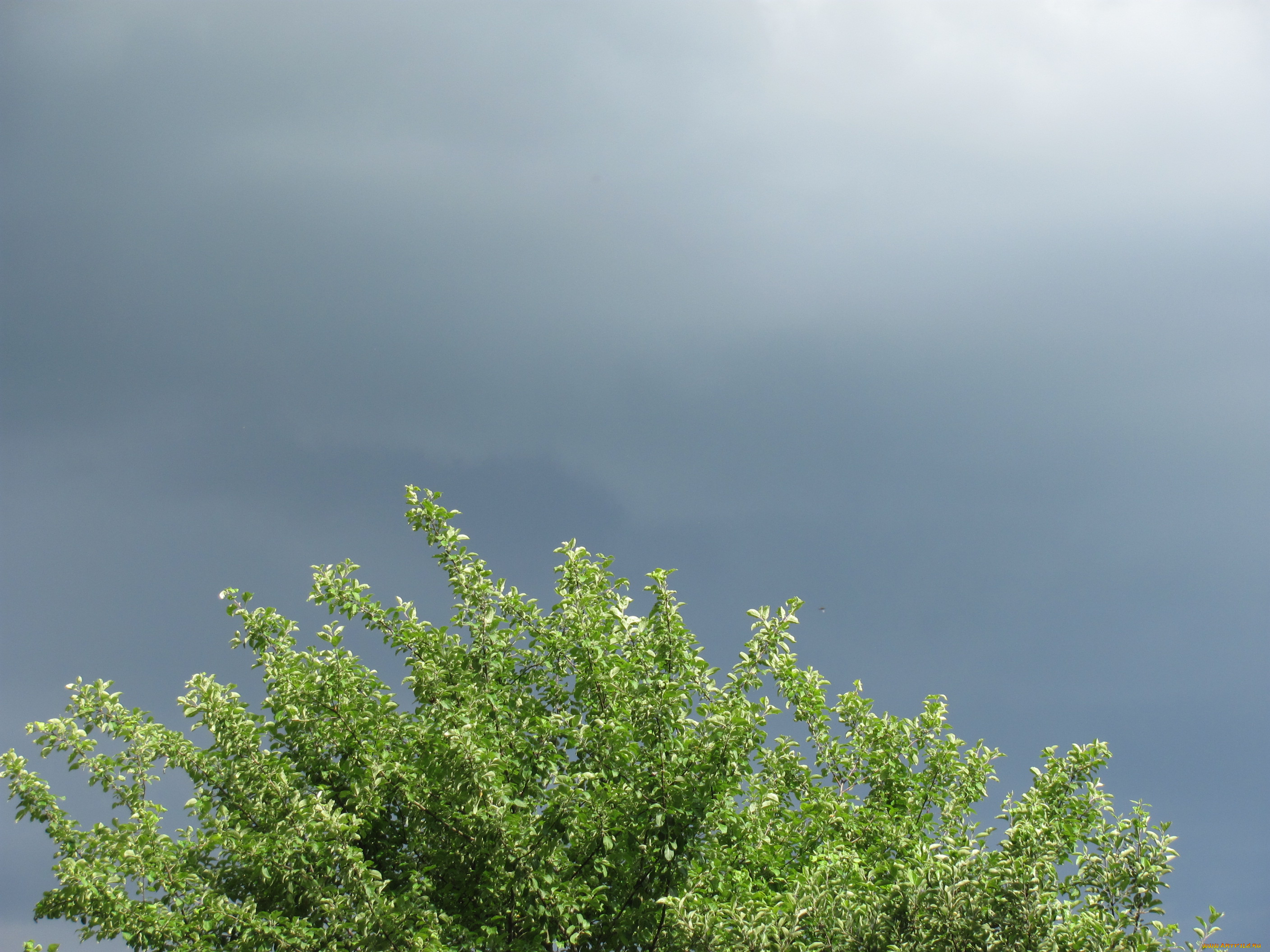 природа, деревья, груша, грозовое, небо