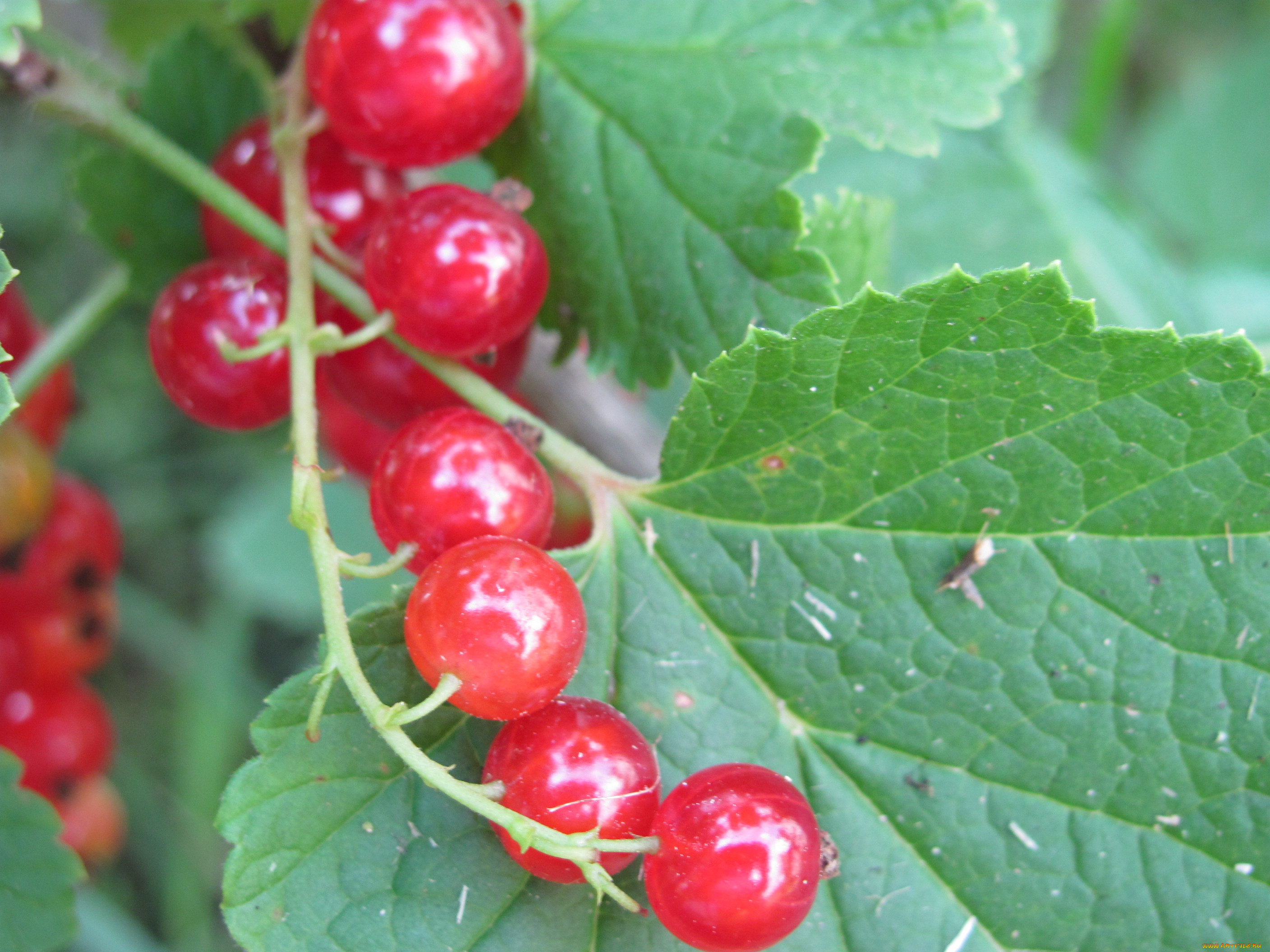 природа, Ягоды, красное, на, зеленом