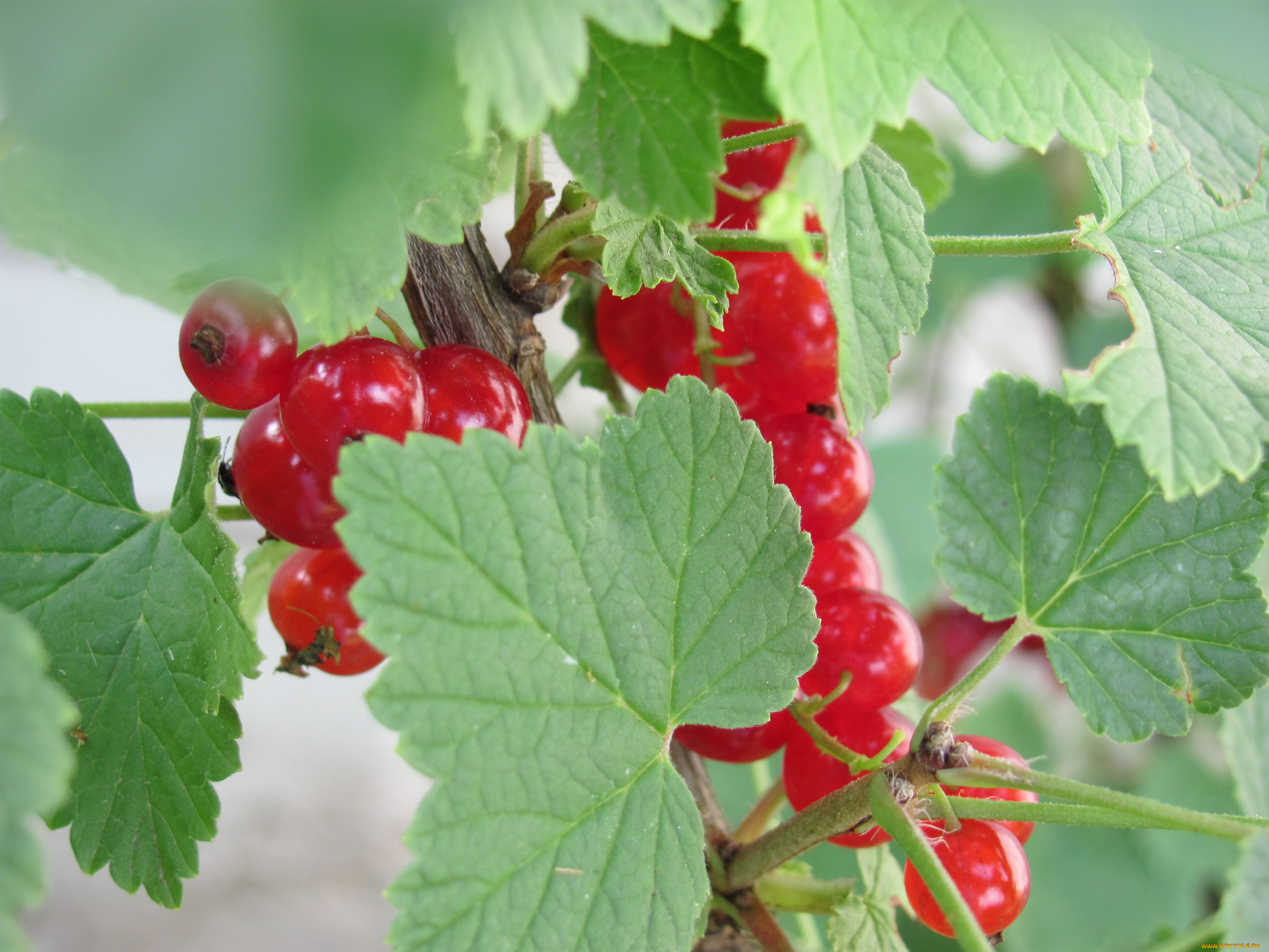 природа, Ягоды, красные, ягоды, за, зелеными, листьями