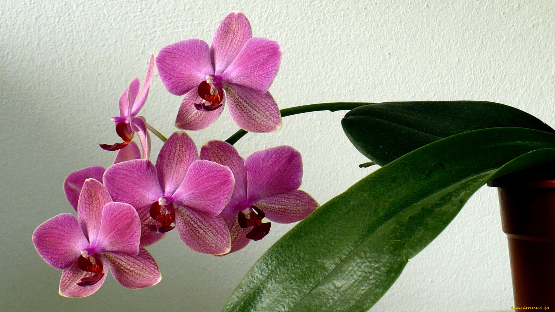 цветы, орхидеи, розовый, ветка