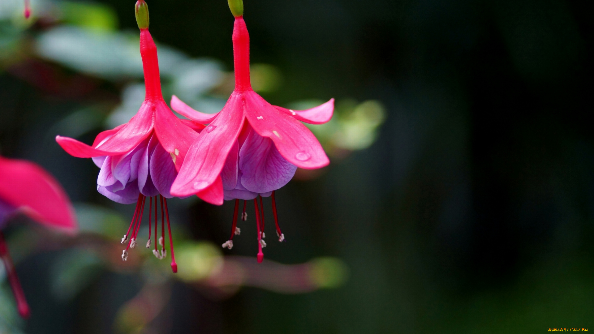 цветы, фуксия, розовый, яркий