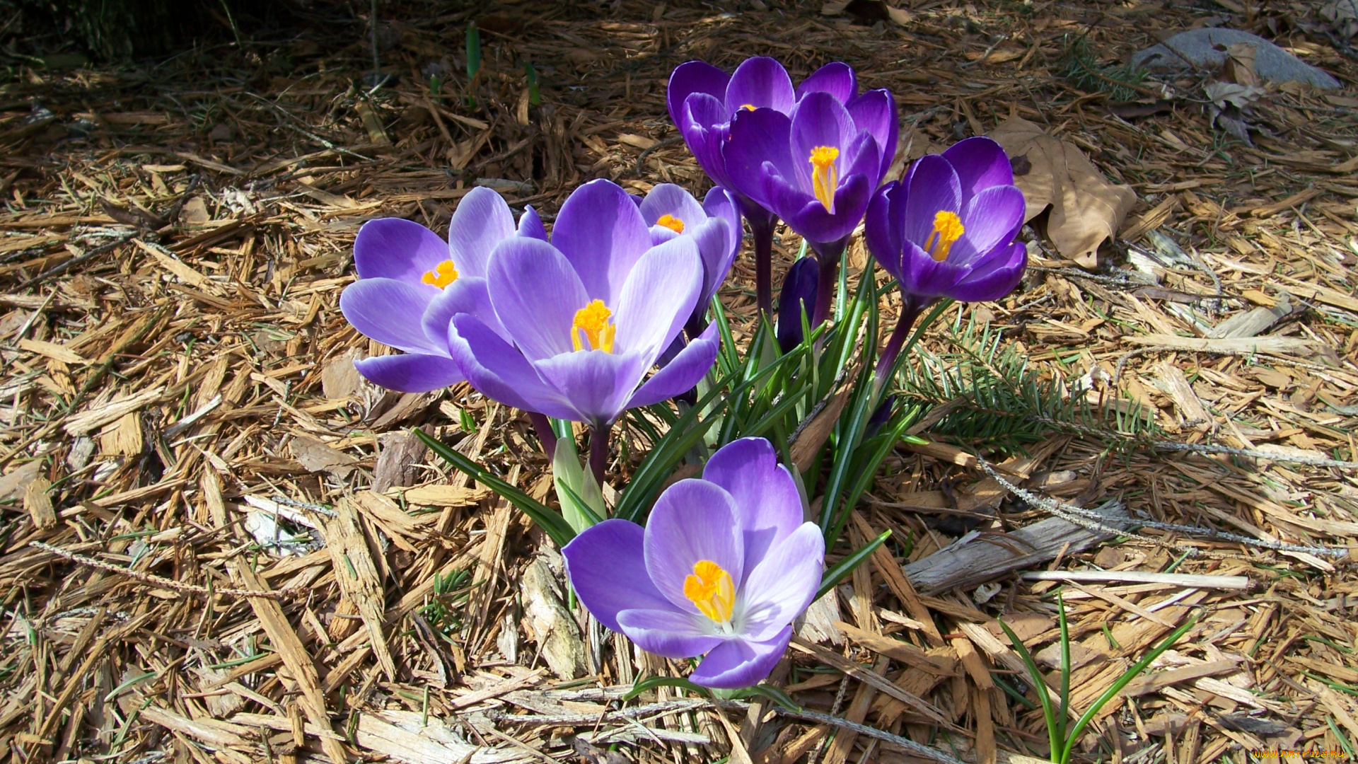 цветы, крокусы, crocus