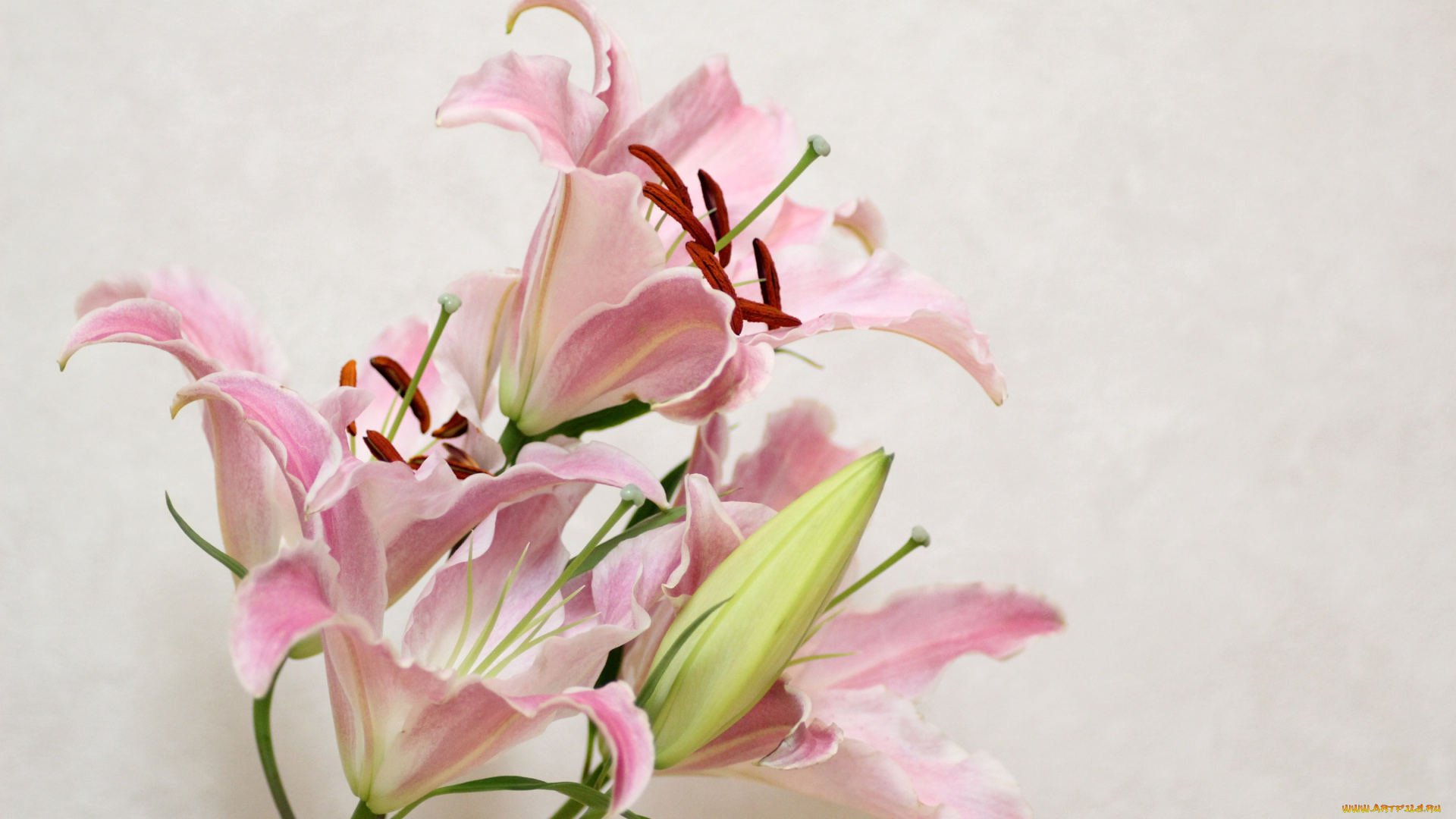 цветы, лилии, лилейники, розовый