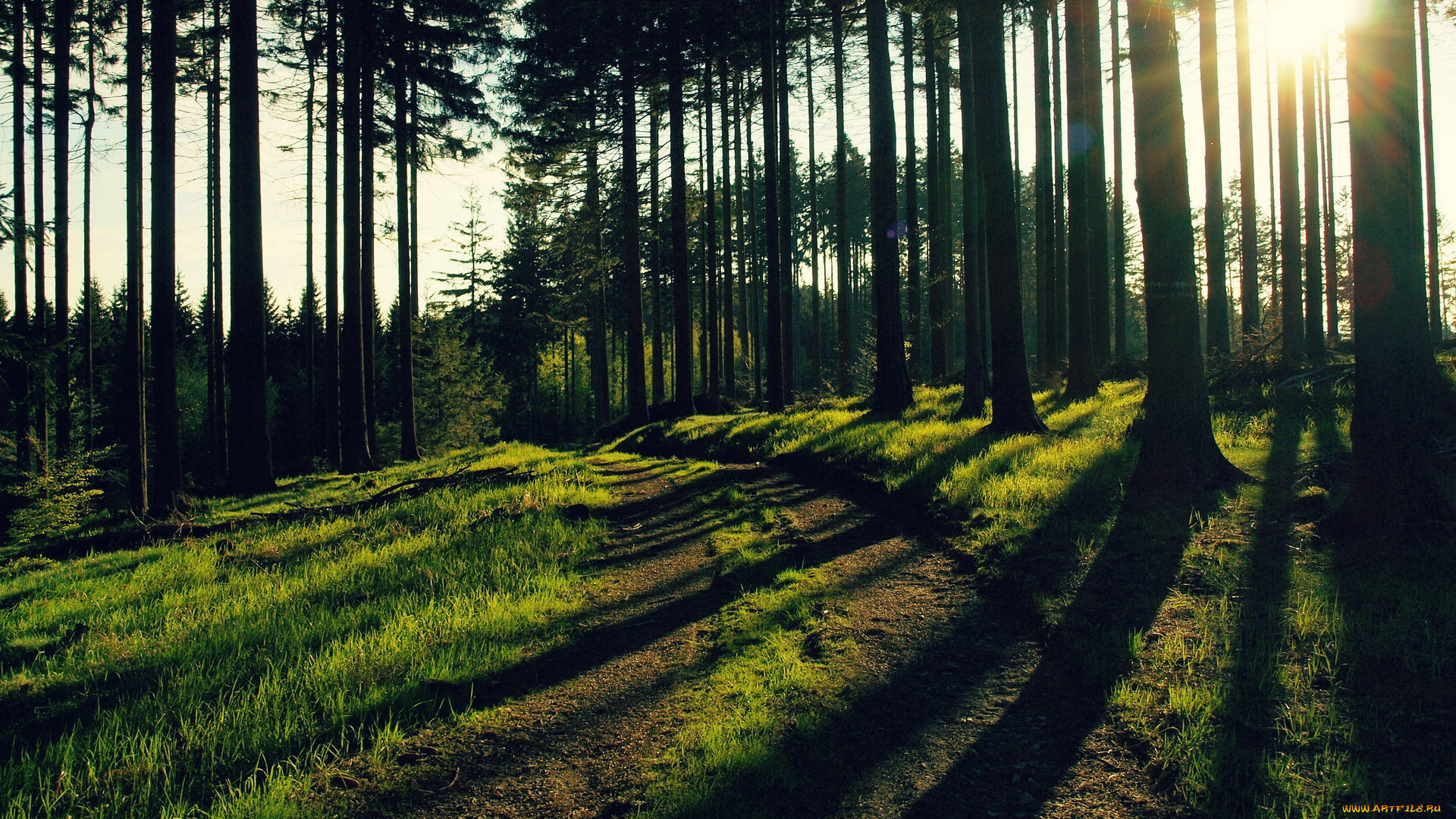 природа, лес, деревья