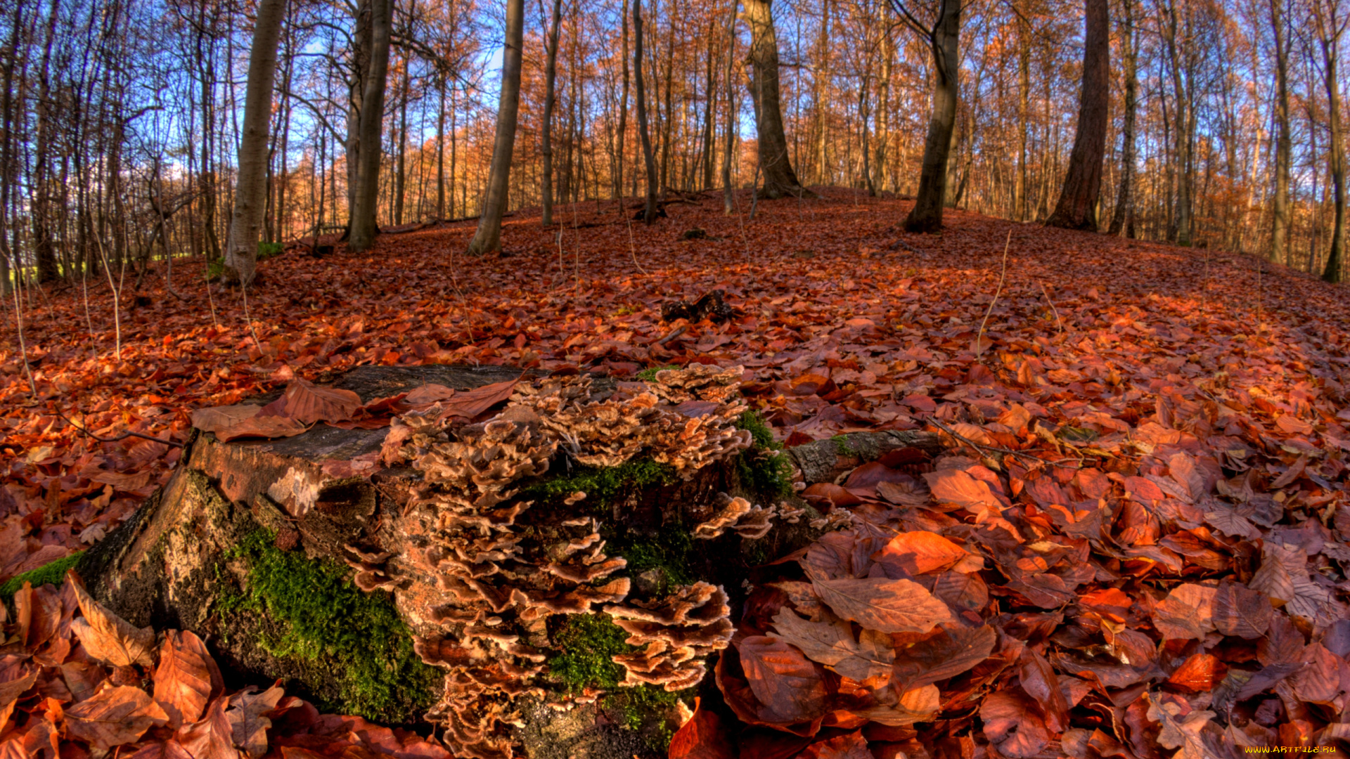 природа, лес, листва, осень