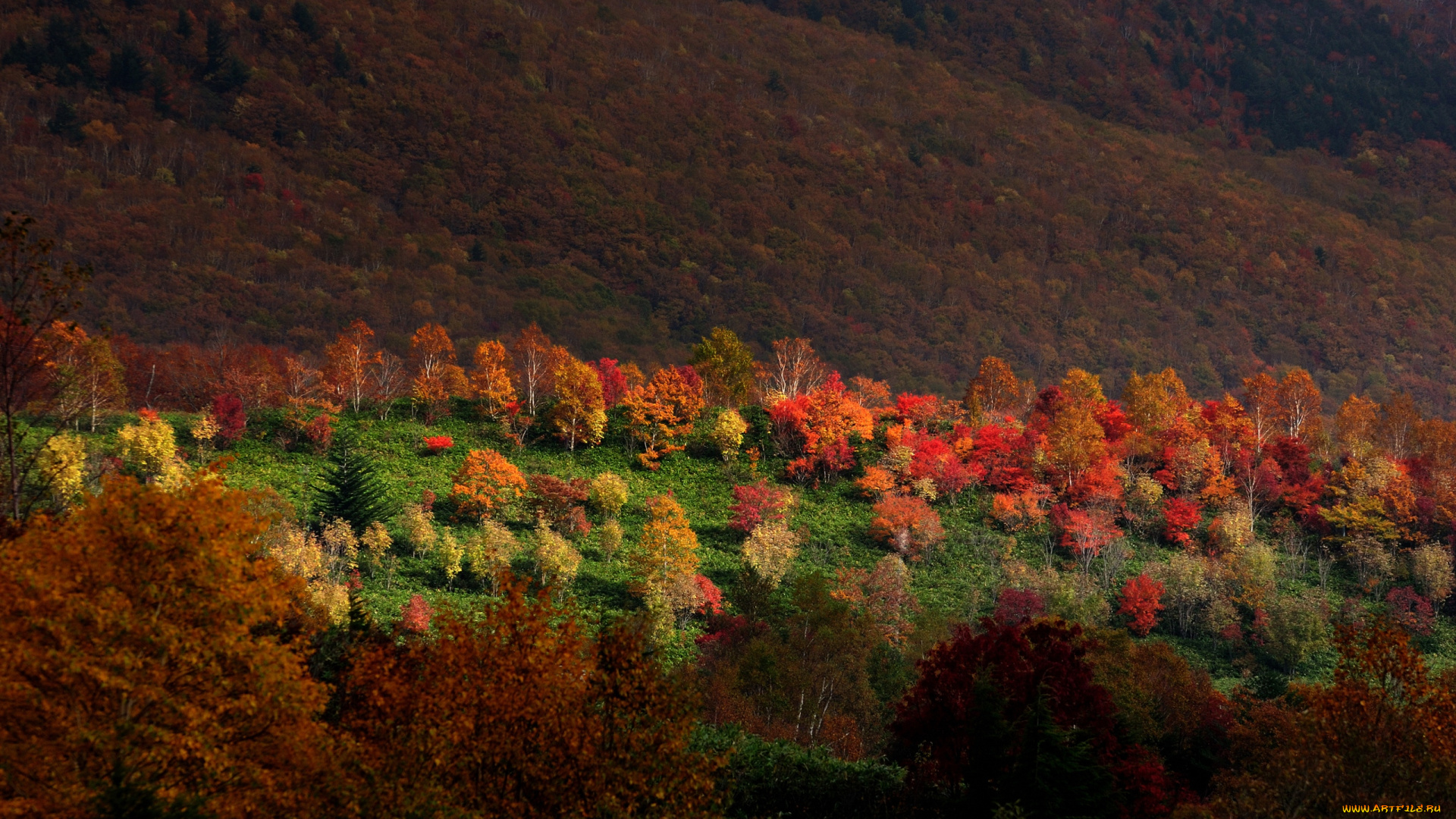 природа, лес, осенние, краски, деревья, леса, склон