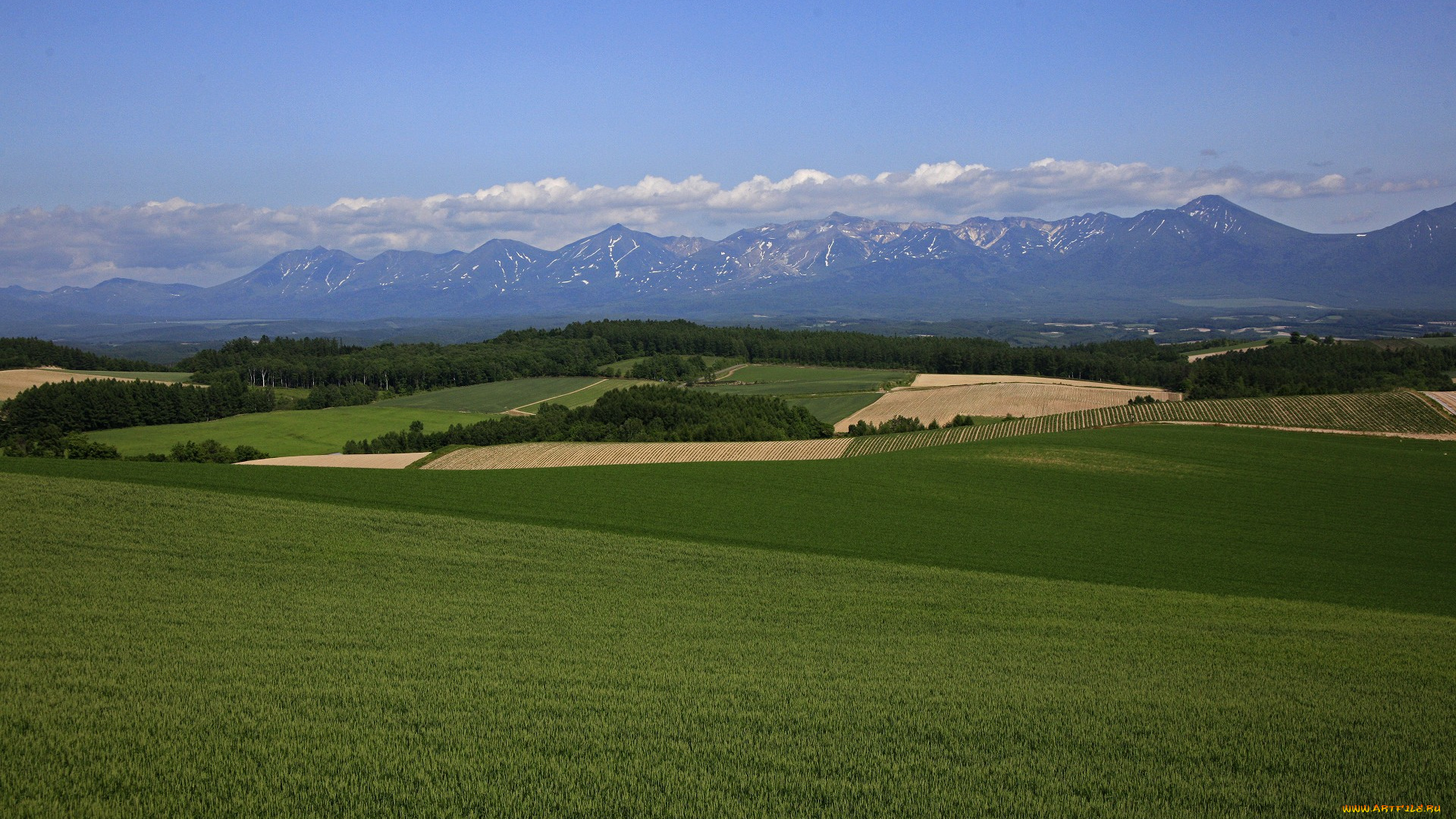 природа, поля, деревья, небо