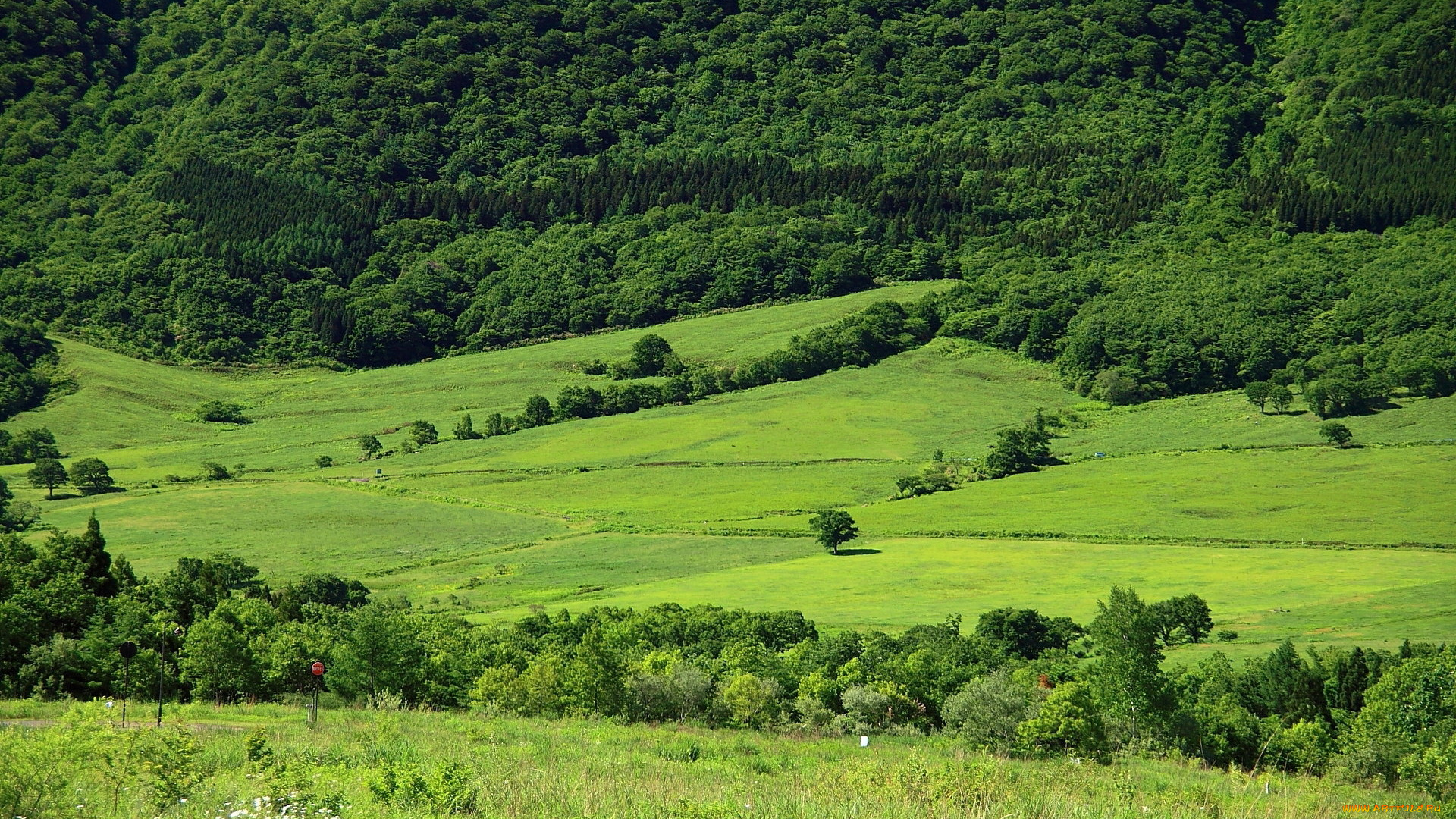 природа, поля, лето, деревья
