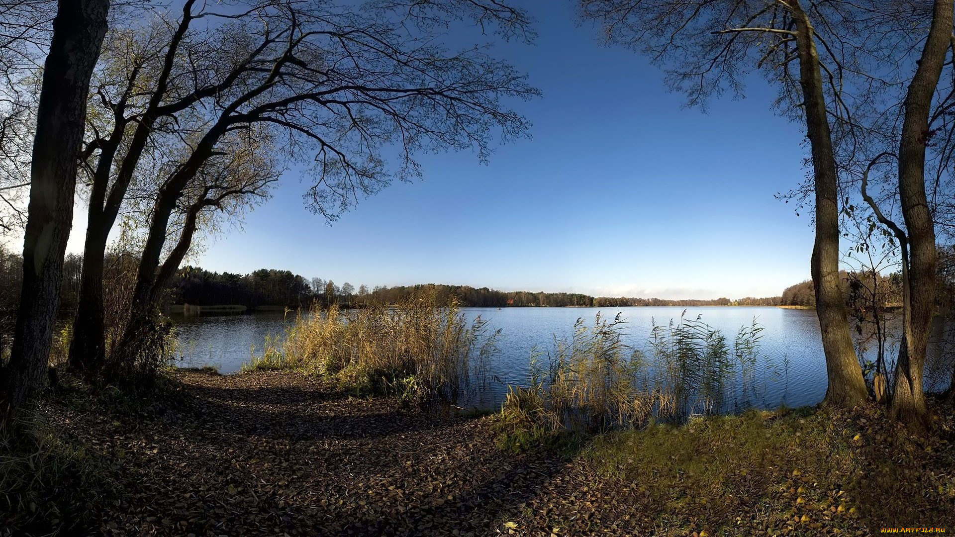 природа, реки, озера, озеро, деревья, осока