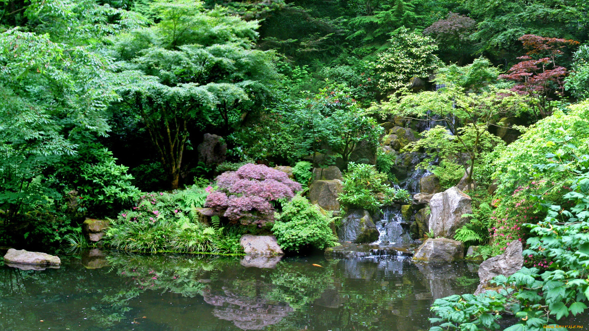 природа, реки, озера, растительности, буйство, ручей, пруд