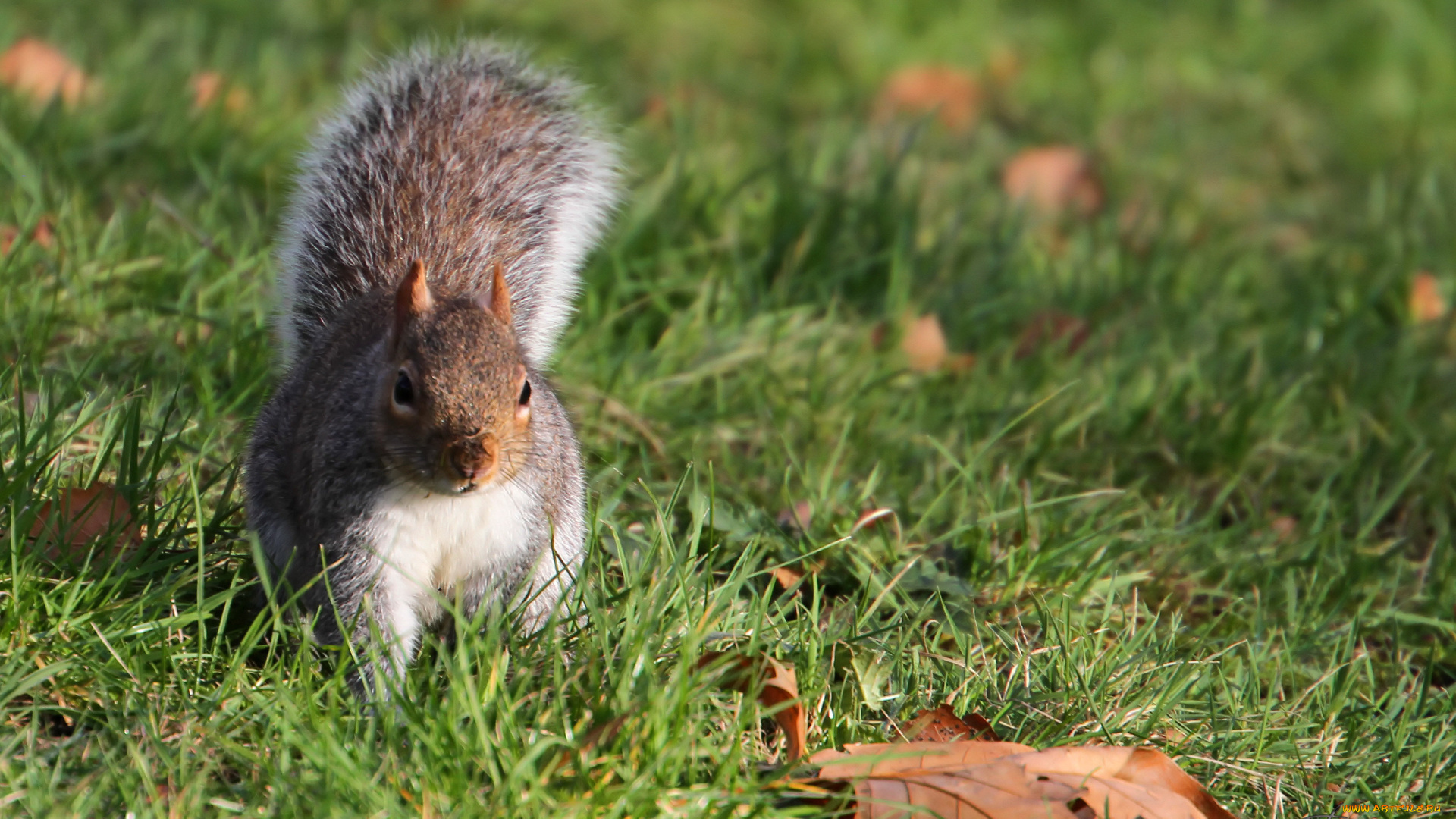 животные, белки, белочка, трава