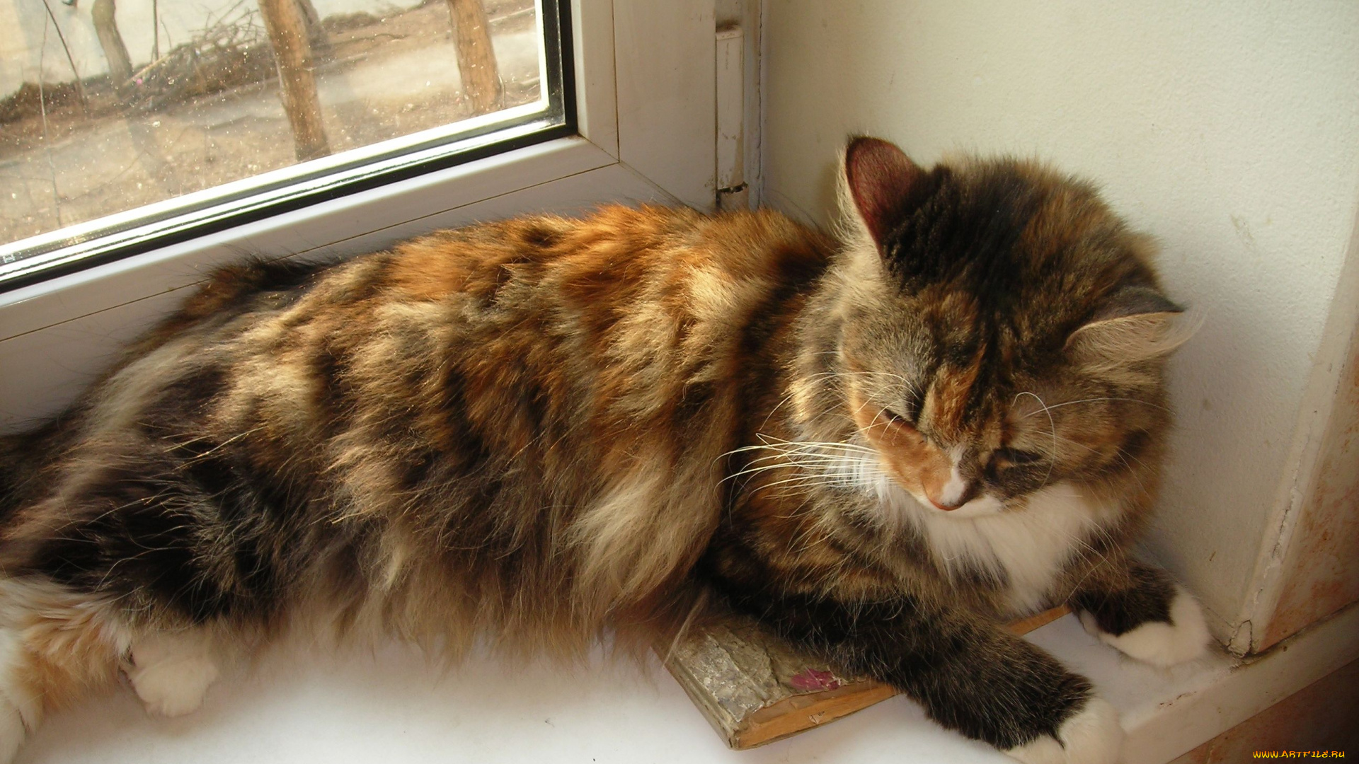 животные, коты, кошка