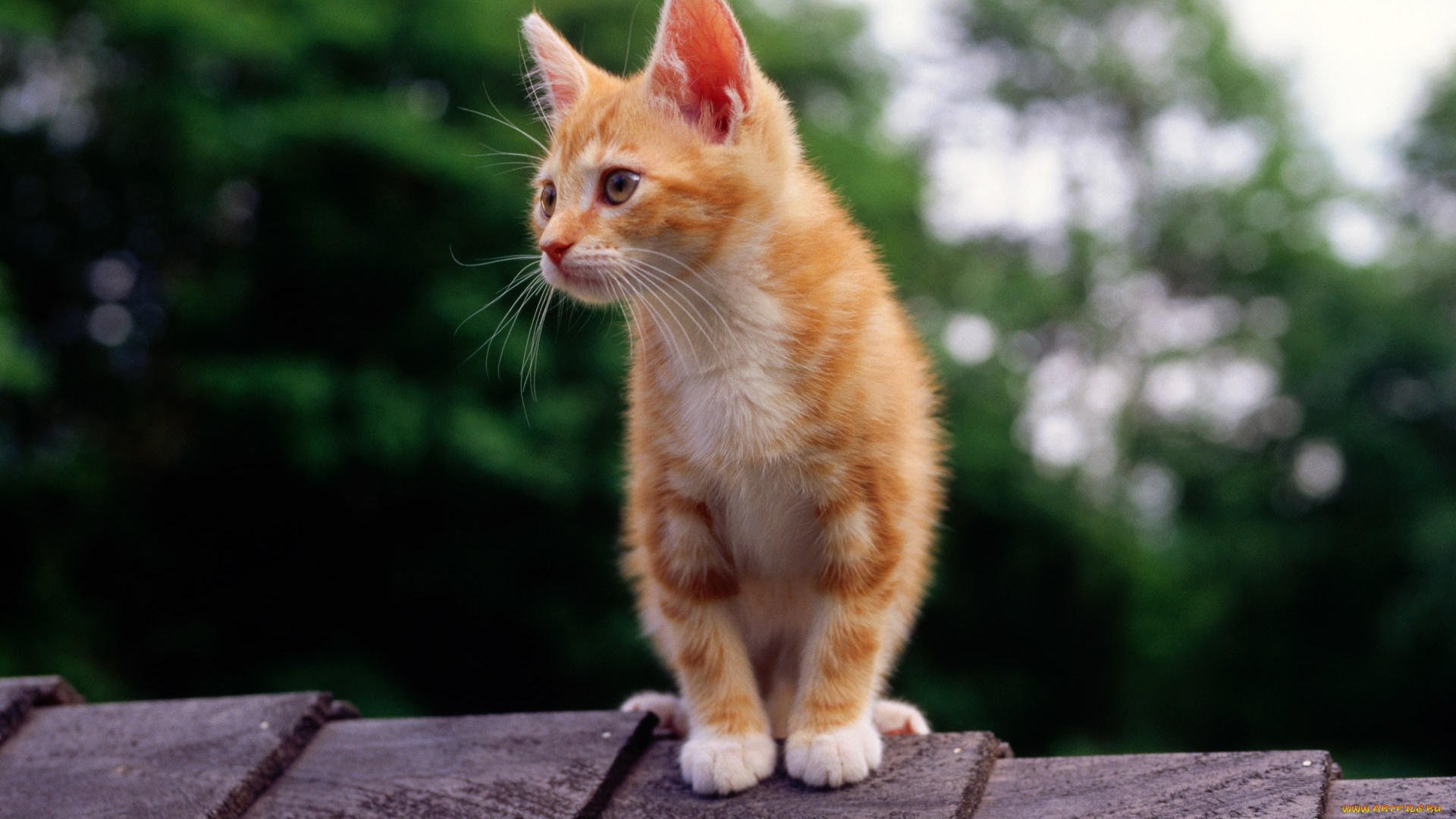 животные, коты, крыша, смотрит, рыжий, котенок