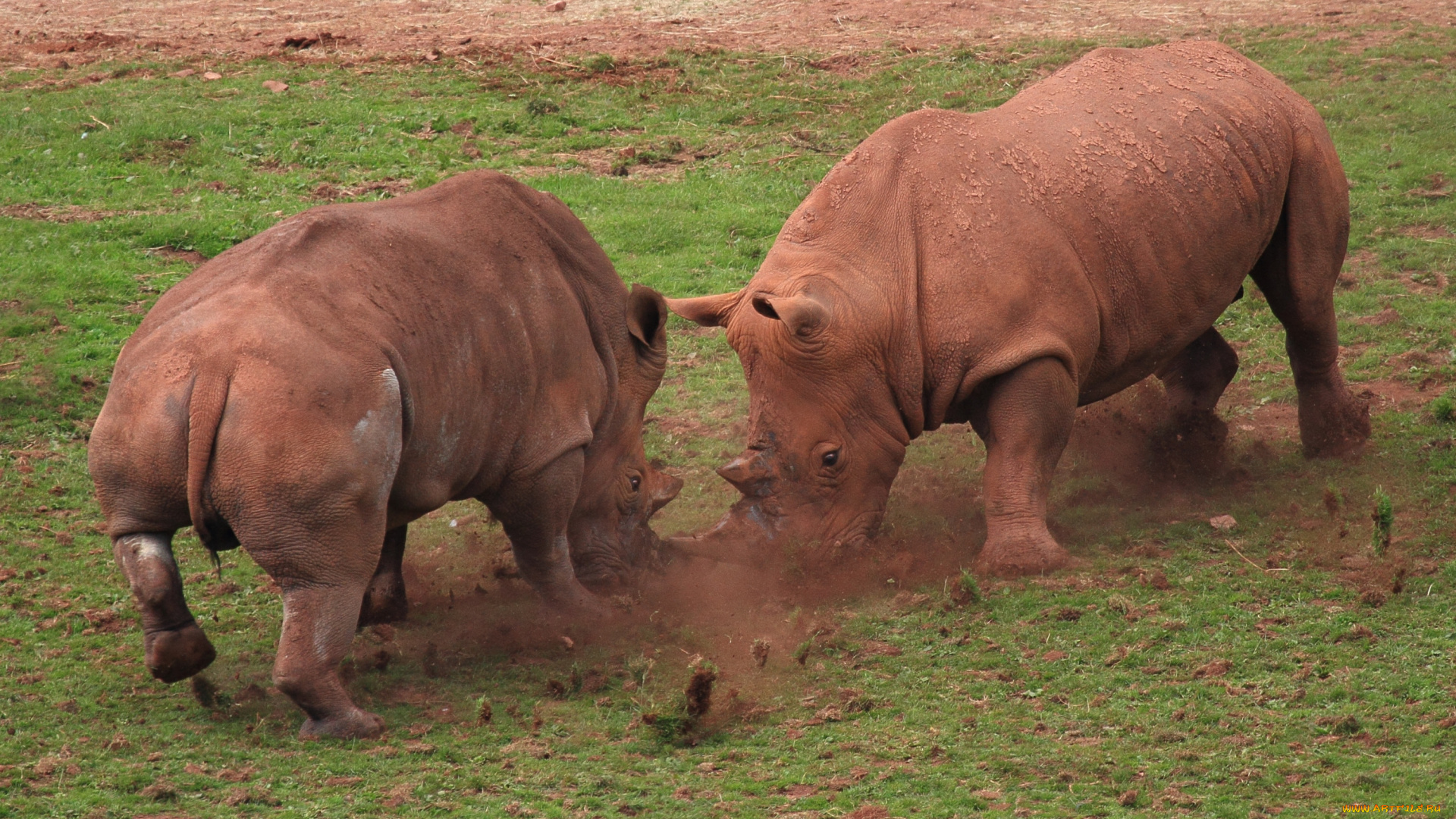 животные, носороги, бой, драка