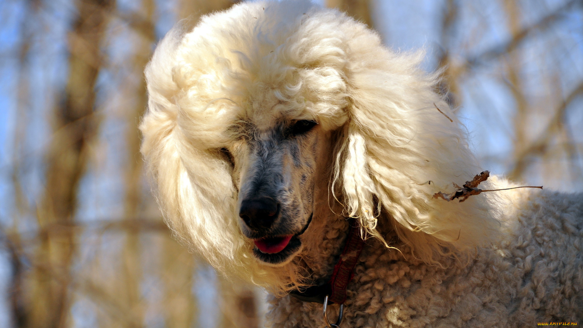 животные, собаки, собака, природа, фон