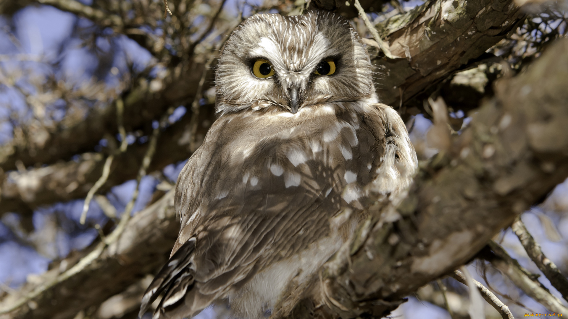 животные, совы, перья, взгляд