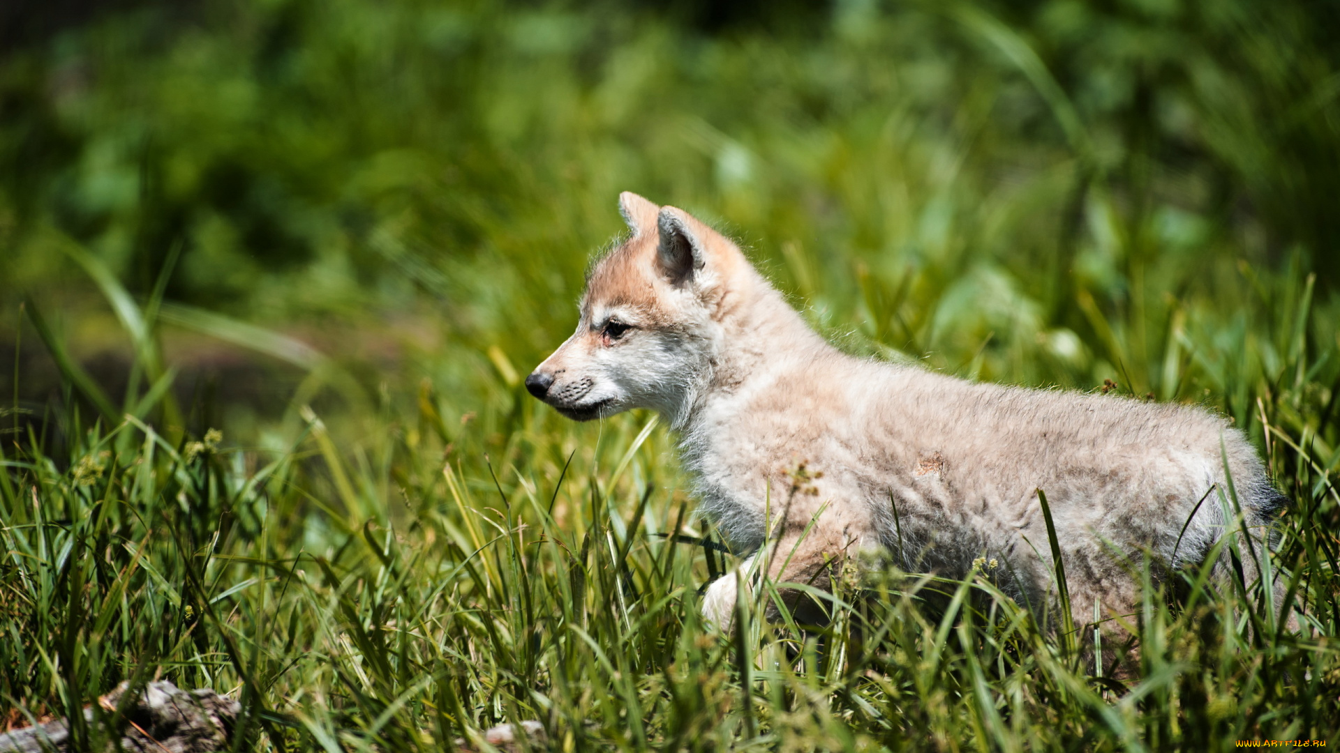животные, волки, волк, лес, природа