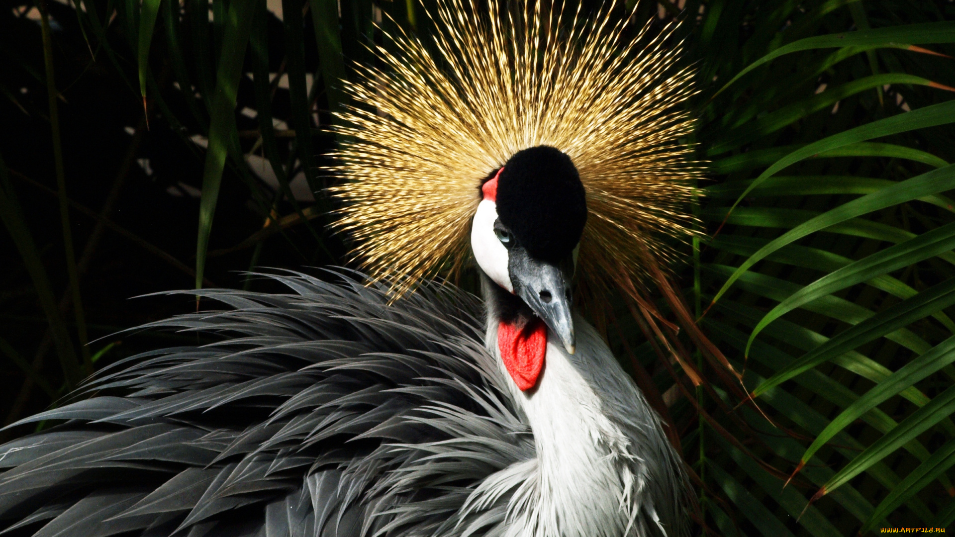 животные, журавли, венценосный, журавль, хохолок