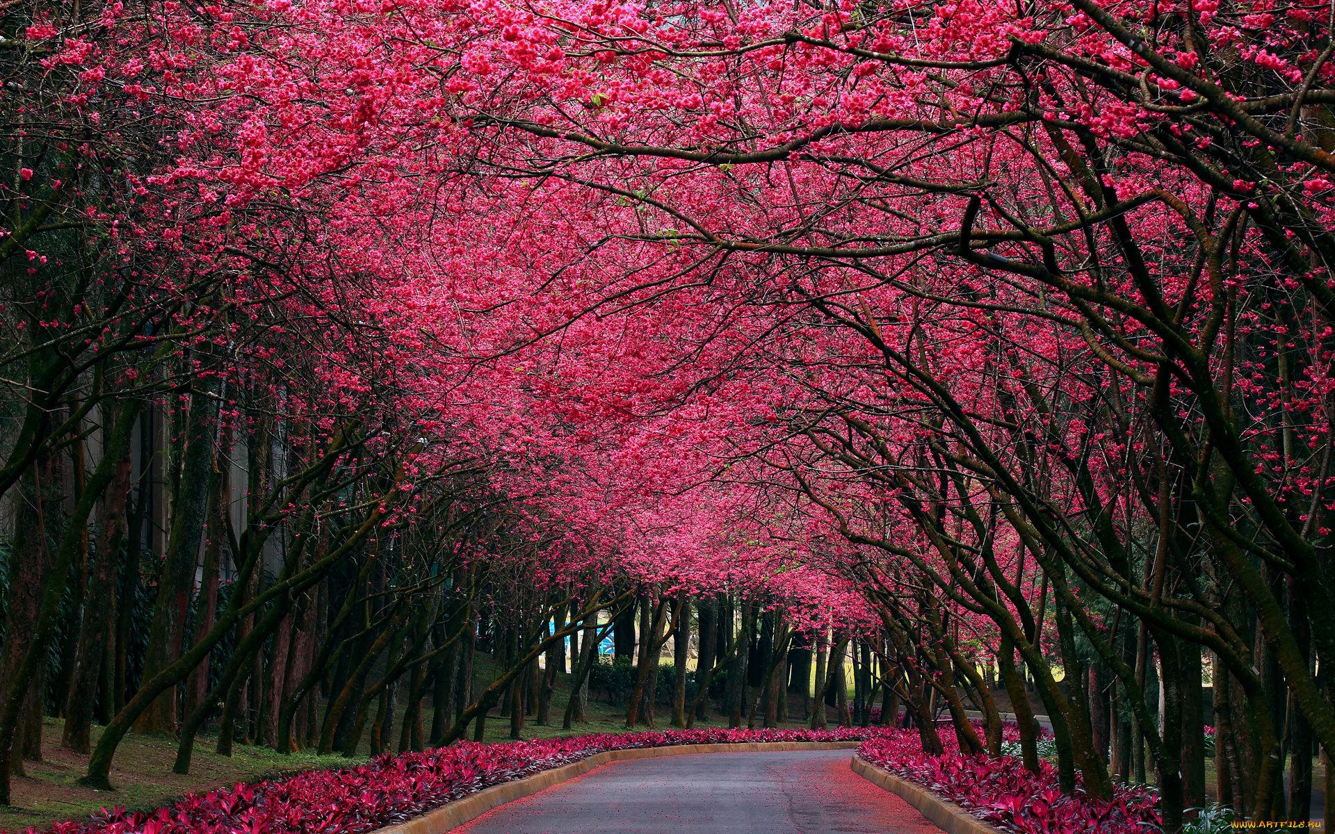природа, парк, аллея, сакура