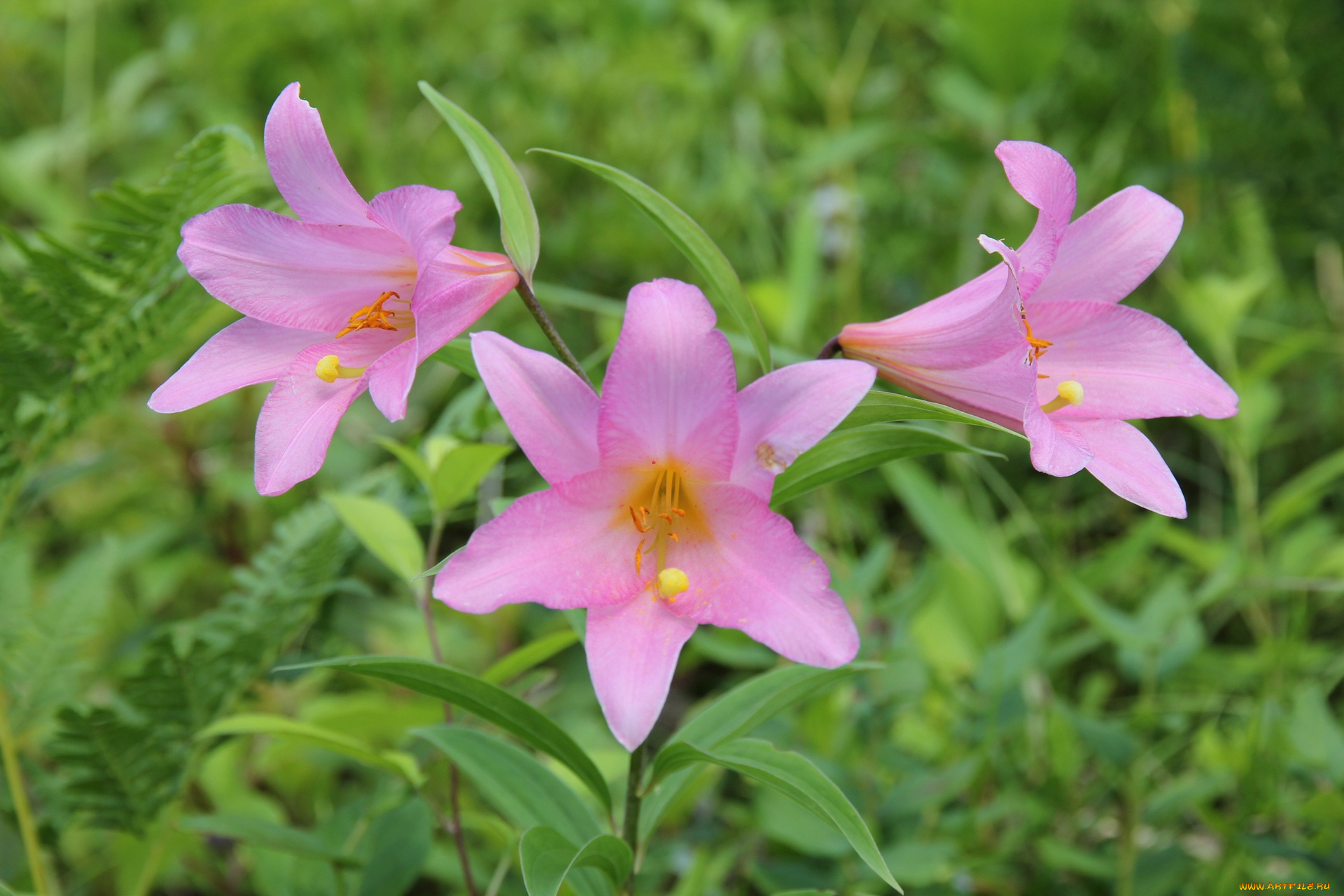 цветы, амариллисы, гиппеаструмы, лепестки, трава