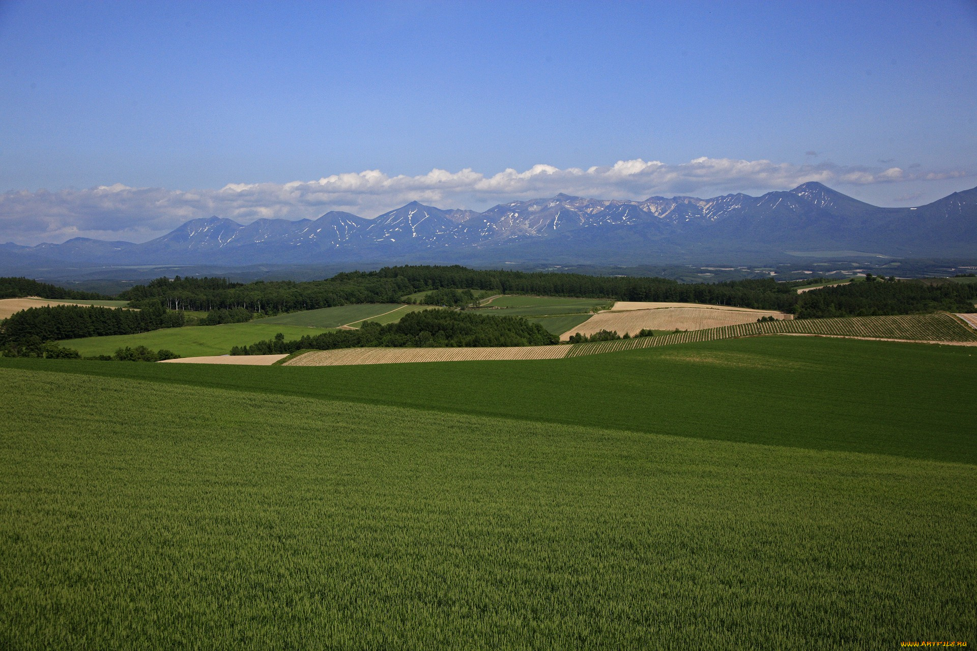 природа, поля, деревья, небо