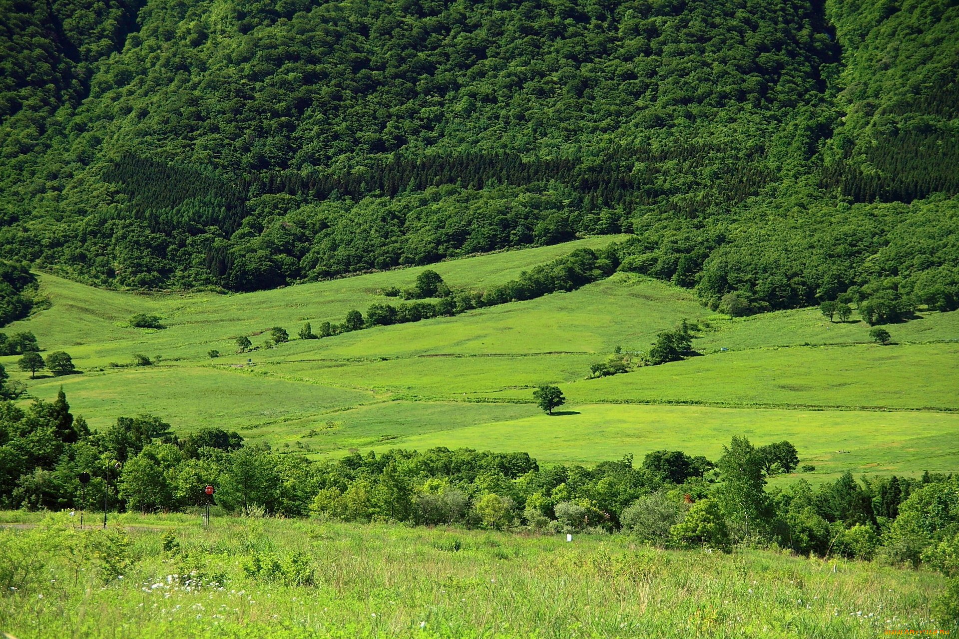 природа, поля, лето, деревья