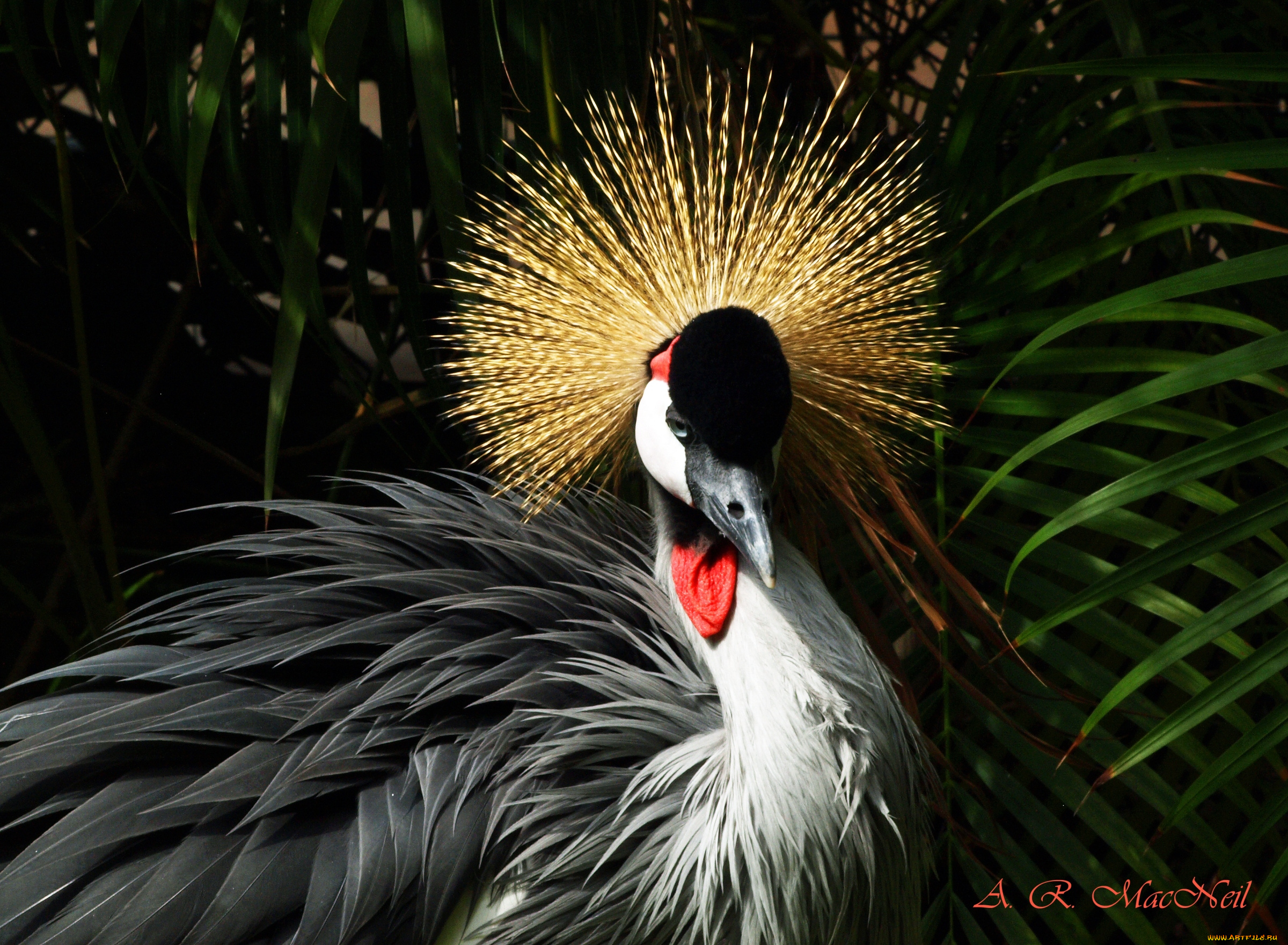 животные, журавли, венценосный, журавль, хохолок