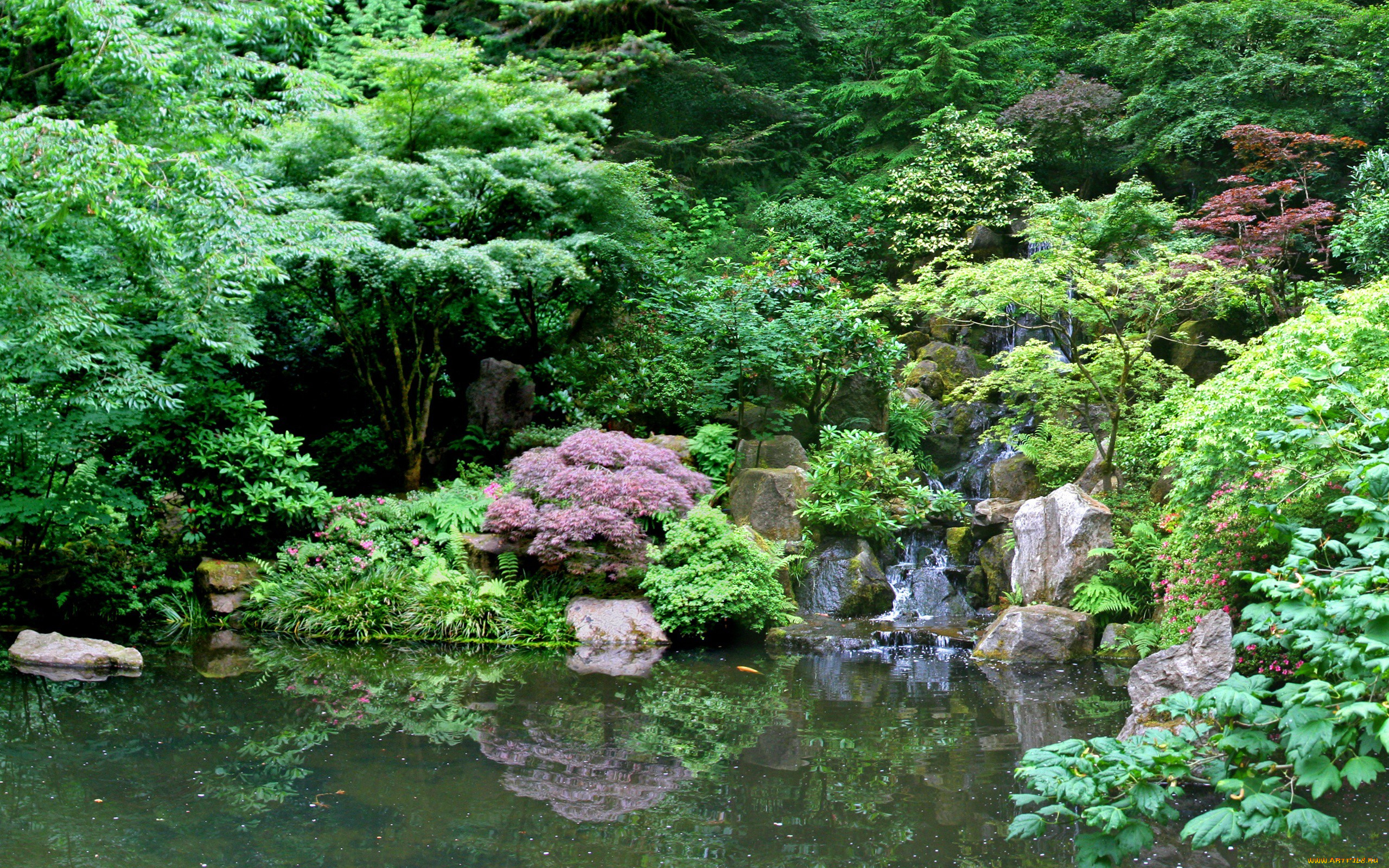 природа, реки, озера, растительности, буйство, ручей, пруд