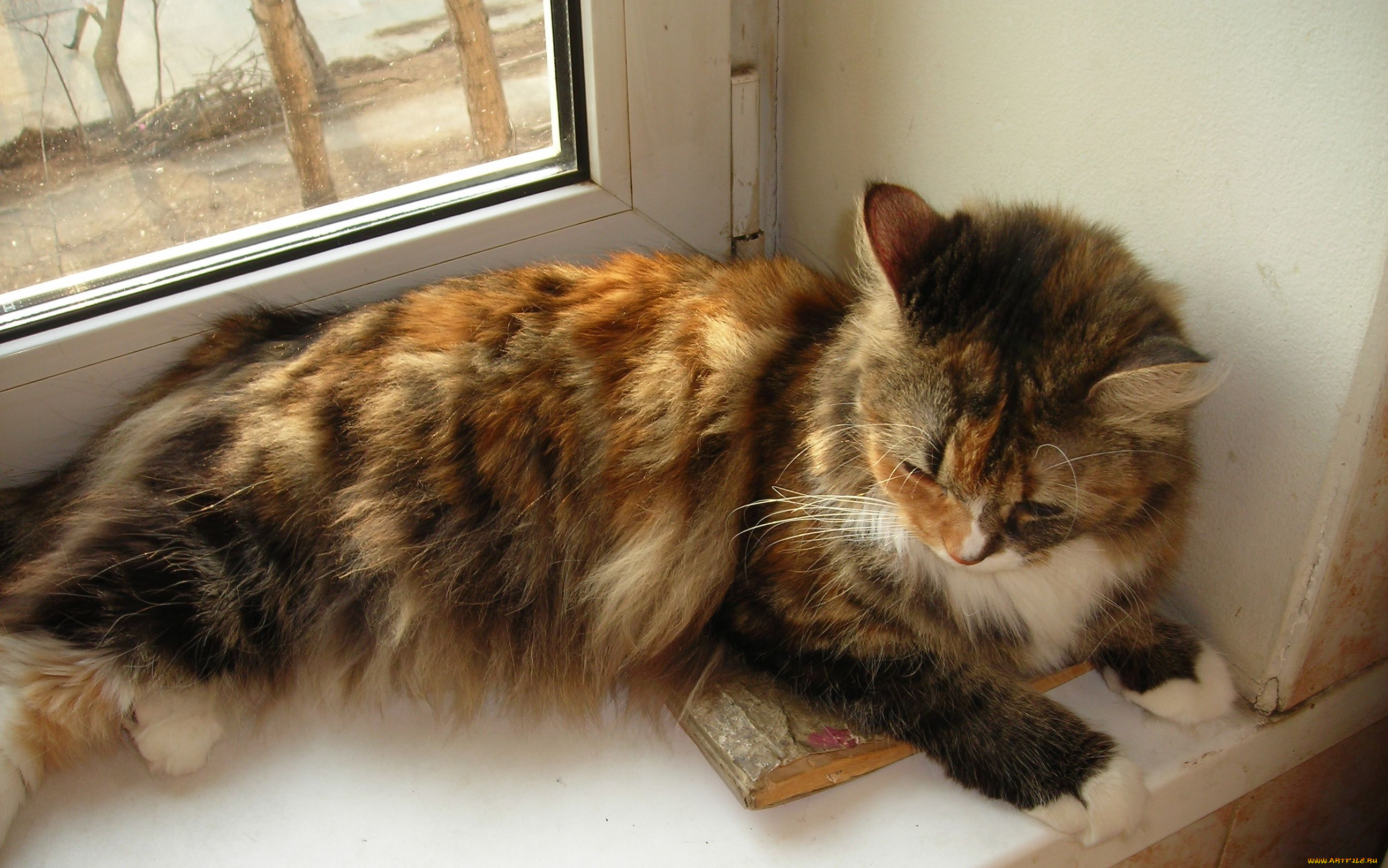 животные, коты, кошка