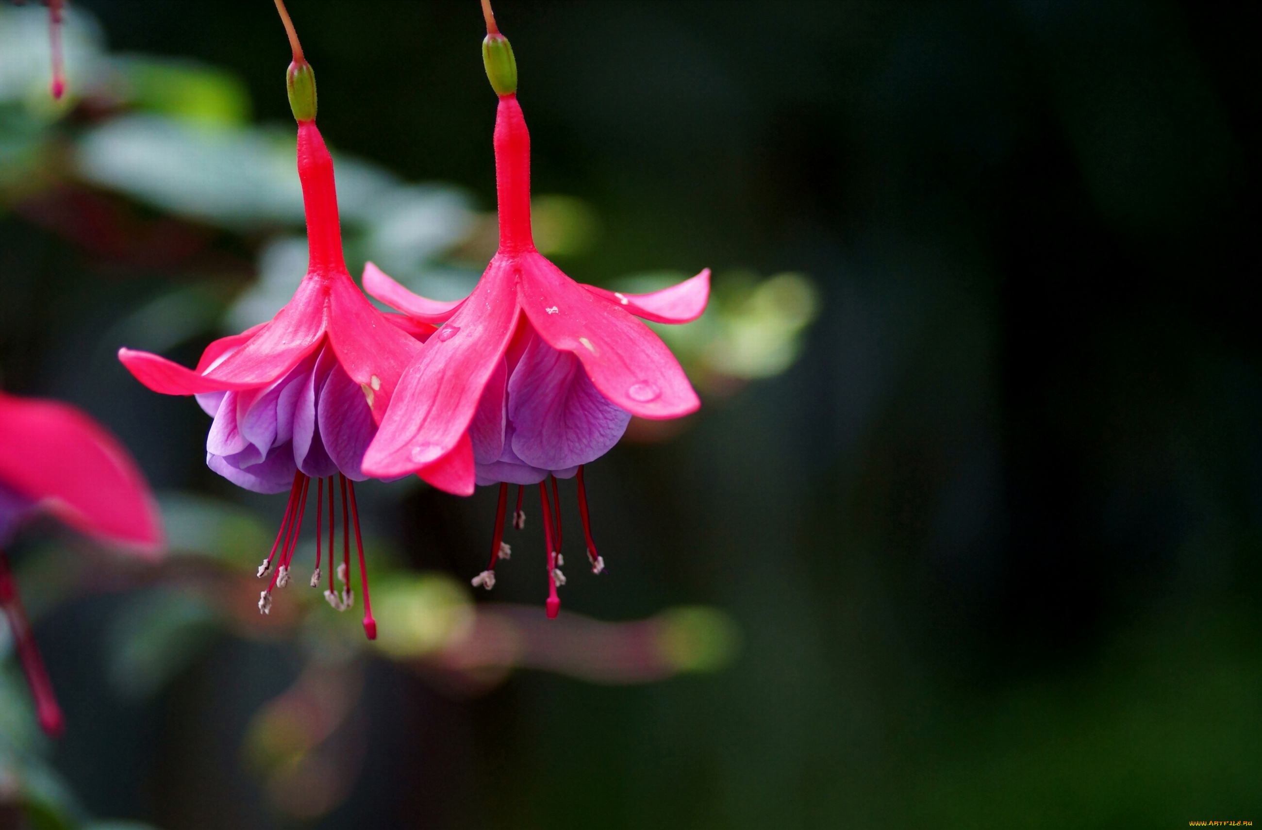 цветы, фуксия, розовый, яркий