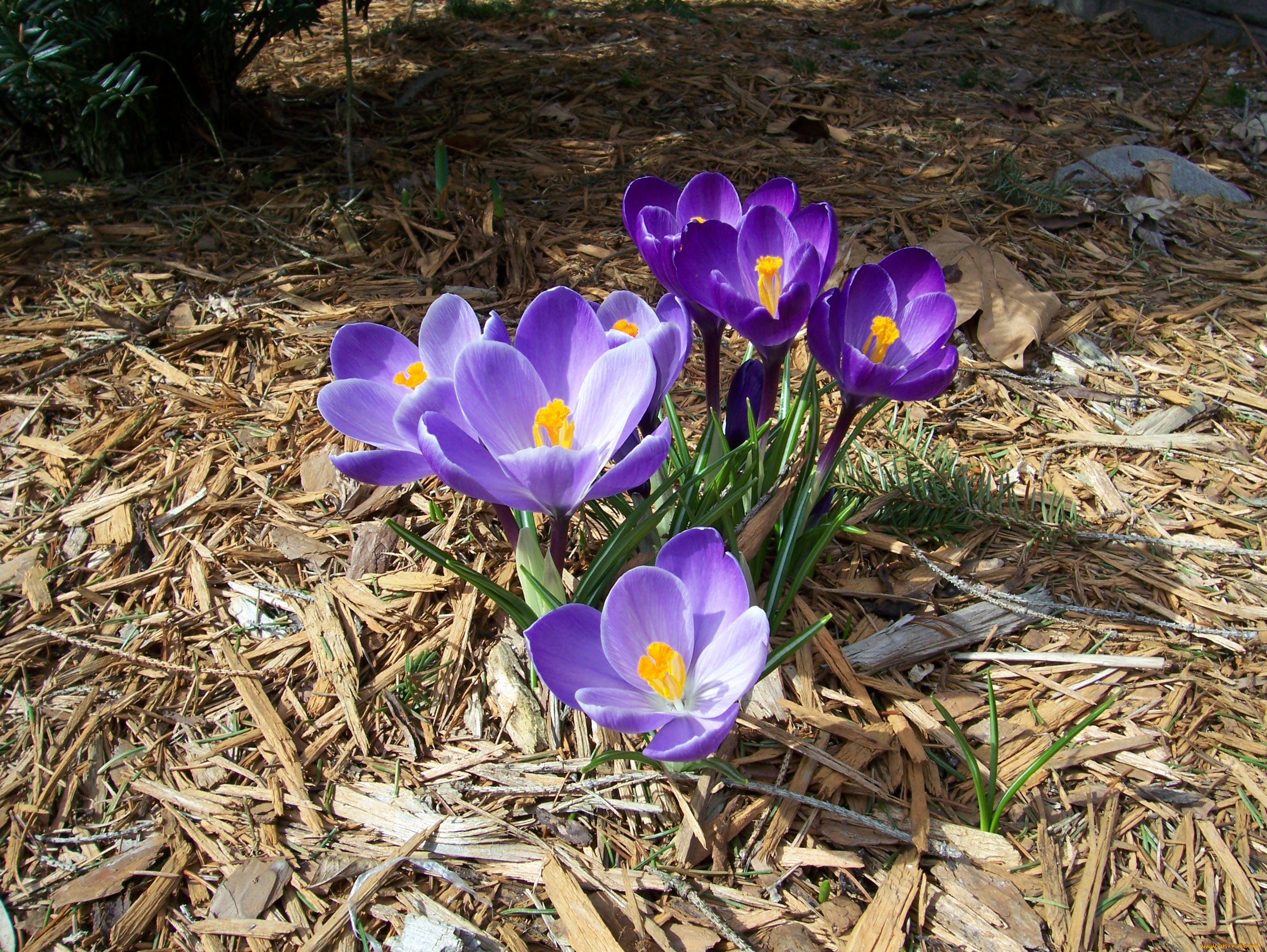 цветы, крокусы, crocus