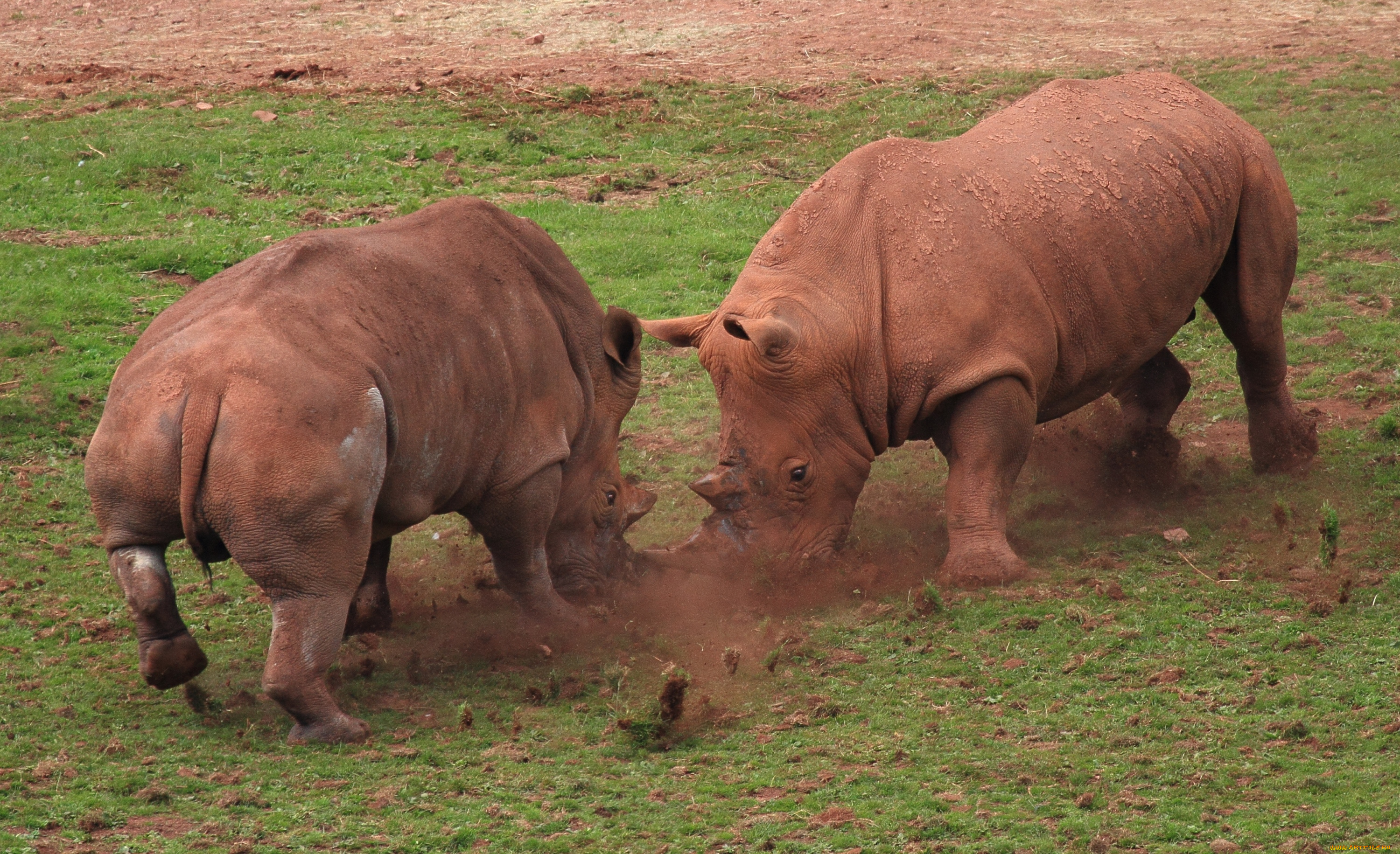 животные, носороги, бой, драка