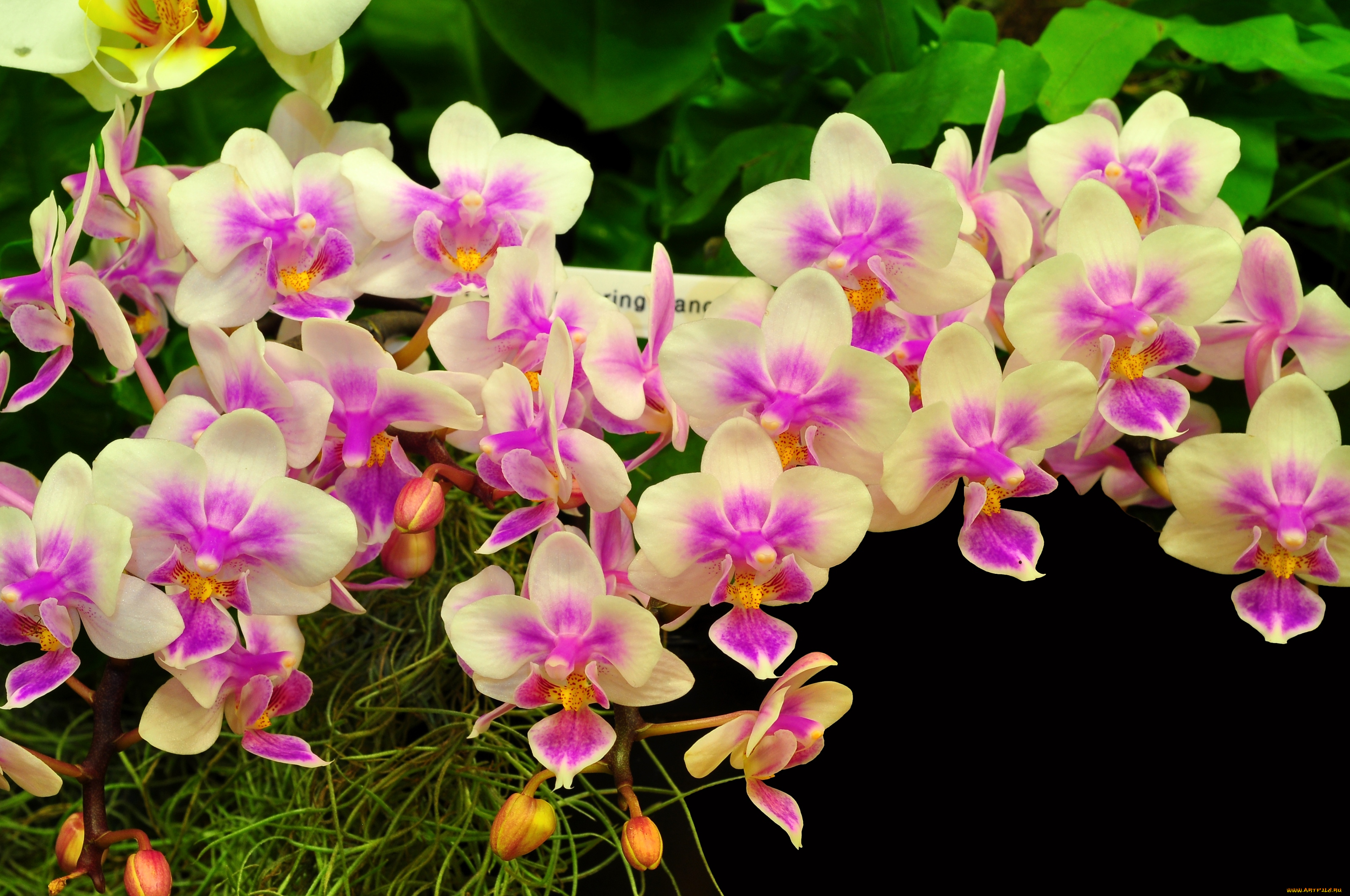 цветы, орхидеи, экзотика, ветки