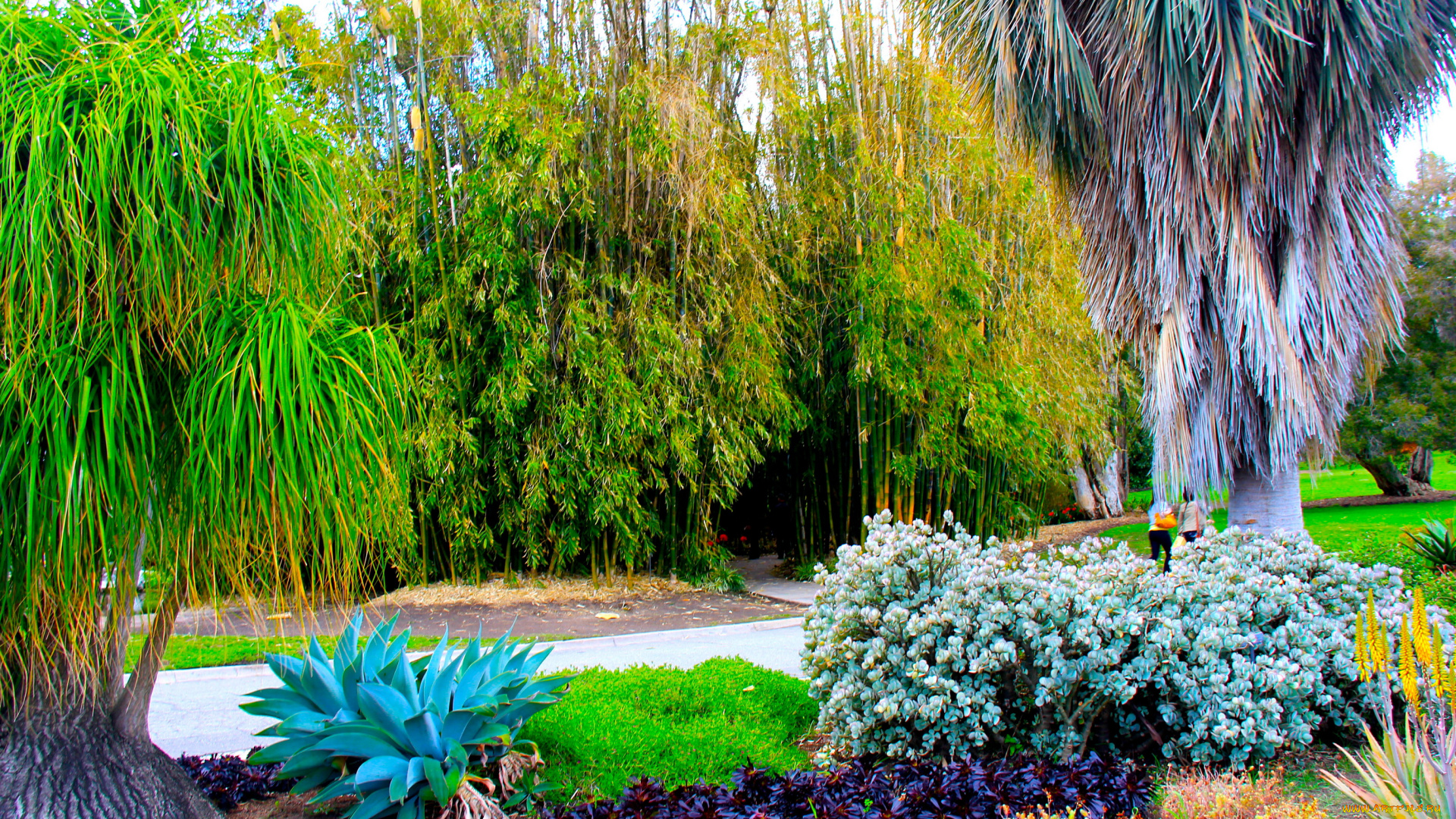 botanical, garden, san, marino, california, природа, парк, деревья, кактусы
