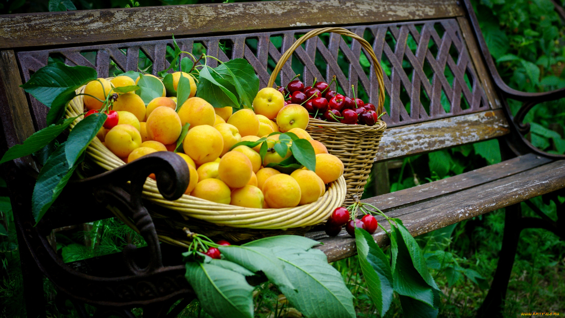 еда, фрукты, ягоды, абрикосы, черешня, скамейка