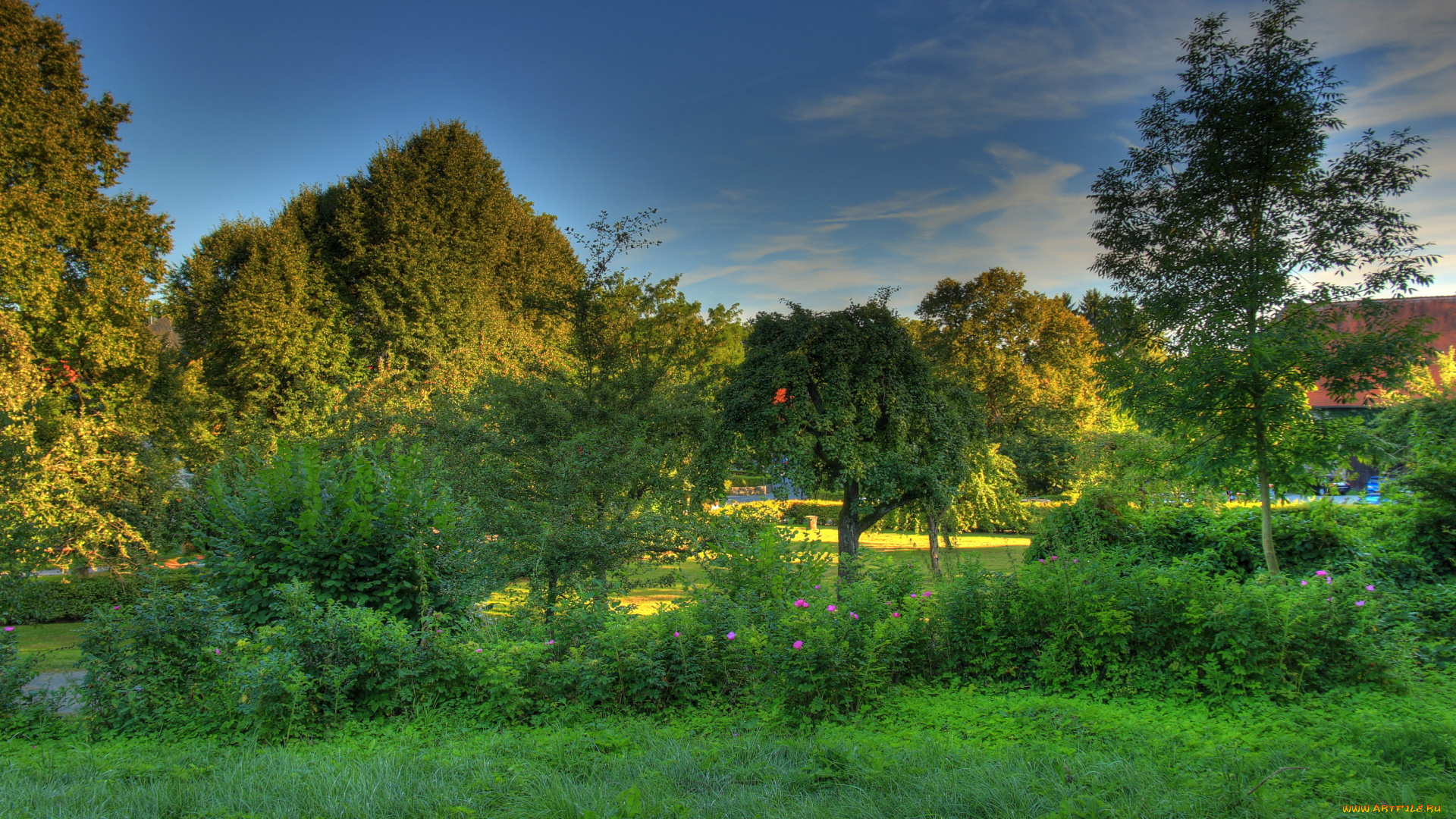 германия, гессен, природа, парк, лето, деревья, трава