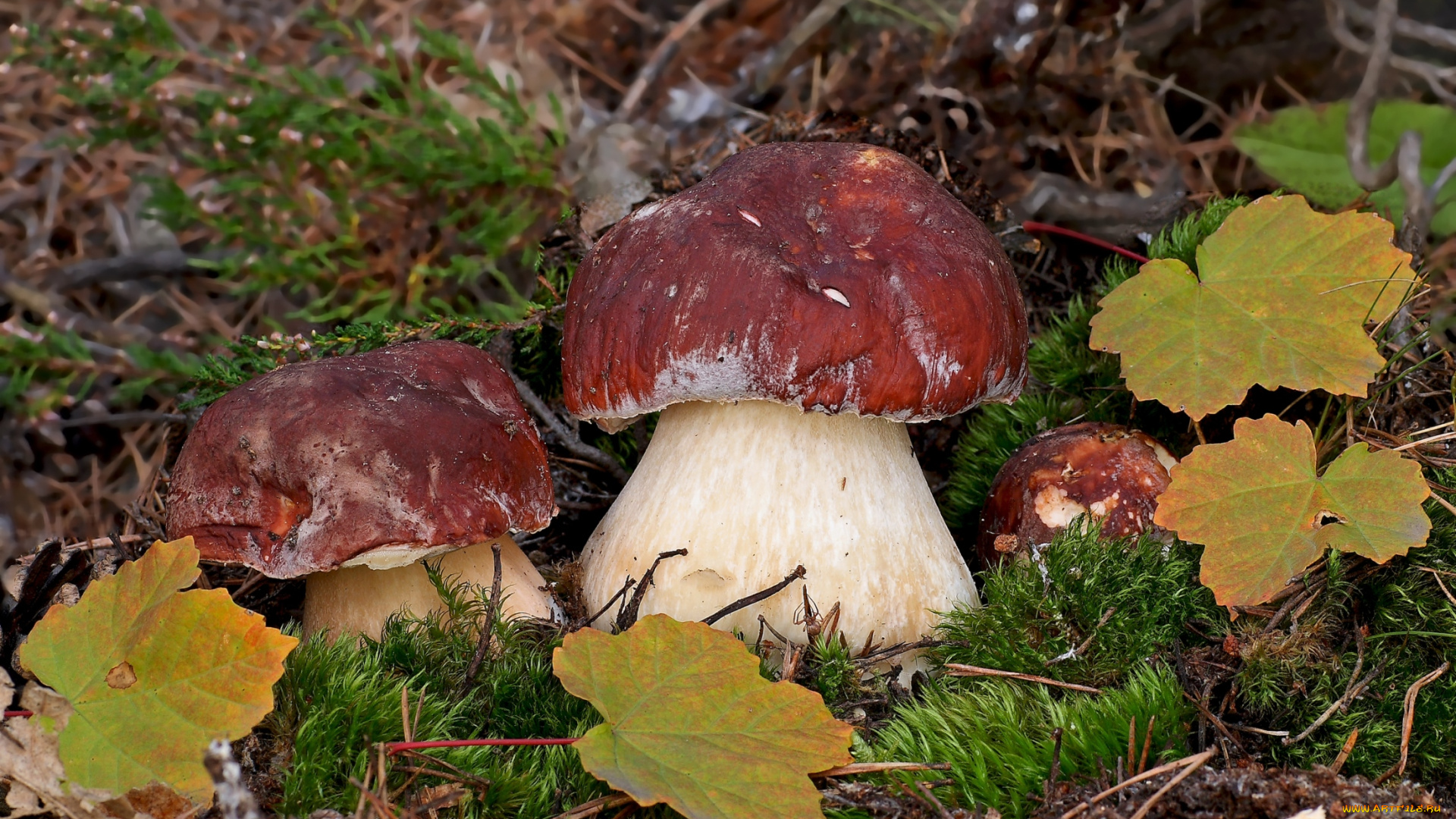 природа, грибы, шляпки, крепыши, боровики, красавцы, трио