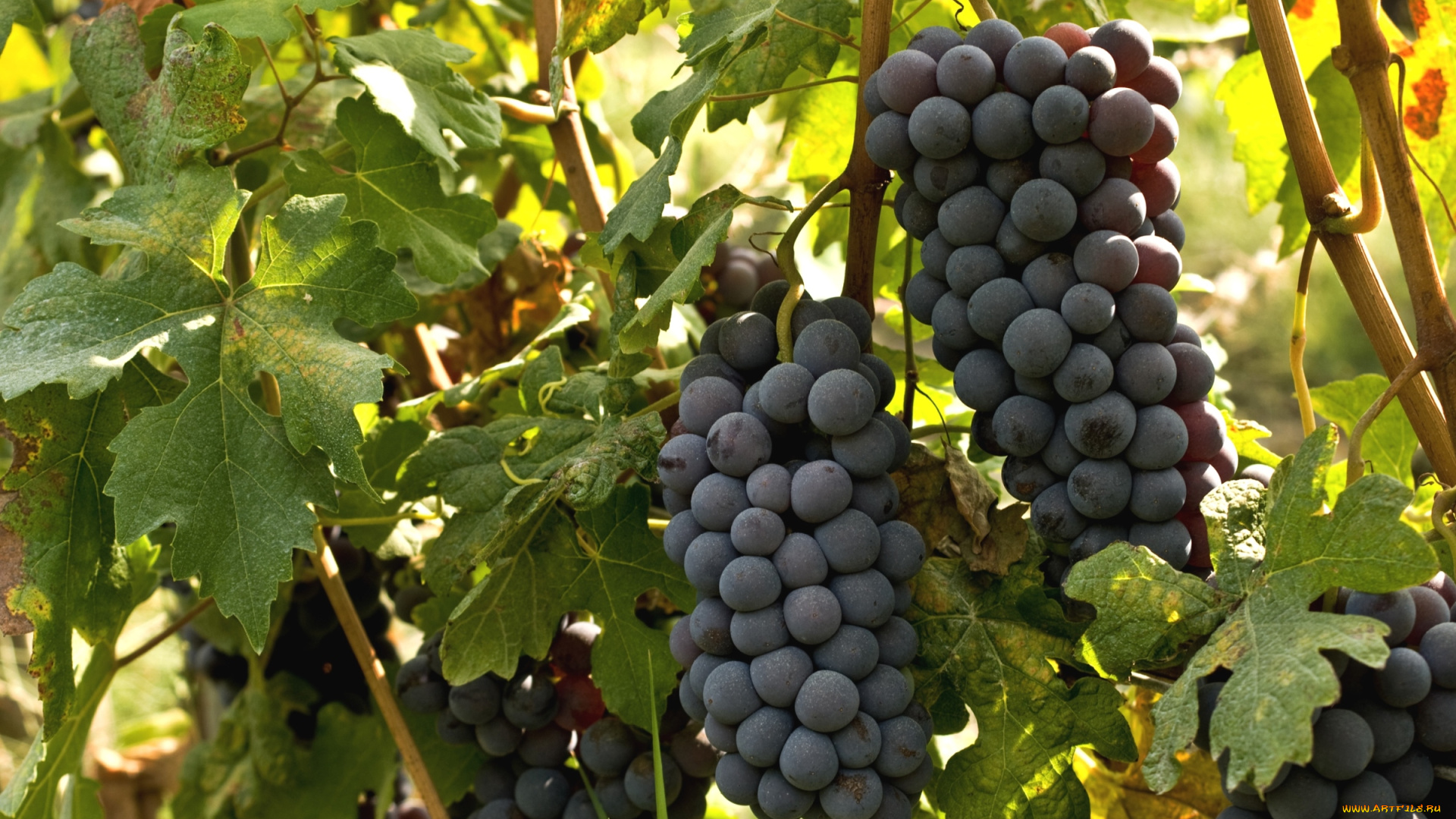природа, Ягоды, виноград, гроздья, лоза