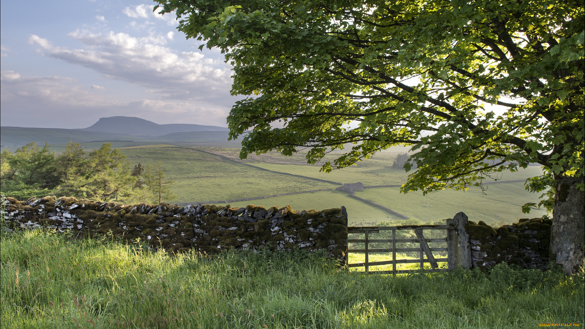 yorkshire, dales, england, природа, поля, англия, дерево, забор, ворота, пейзаж