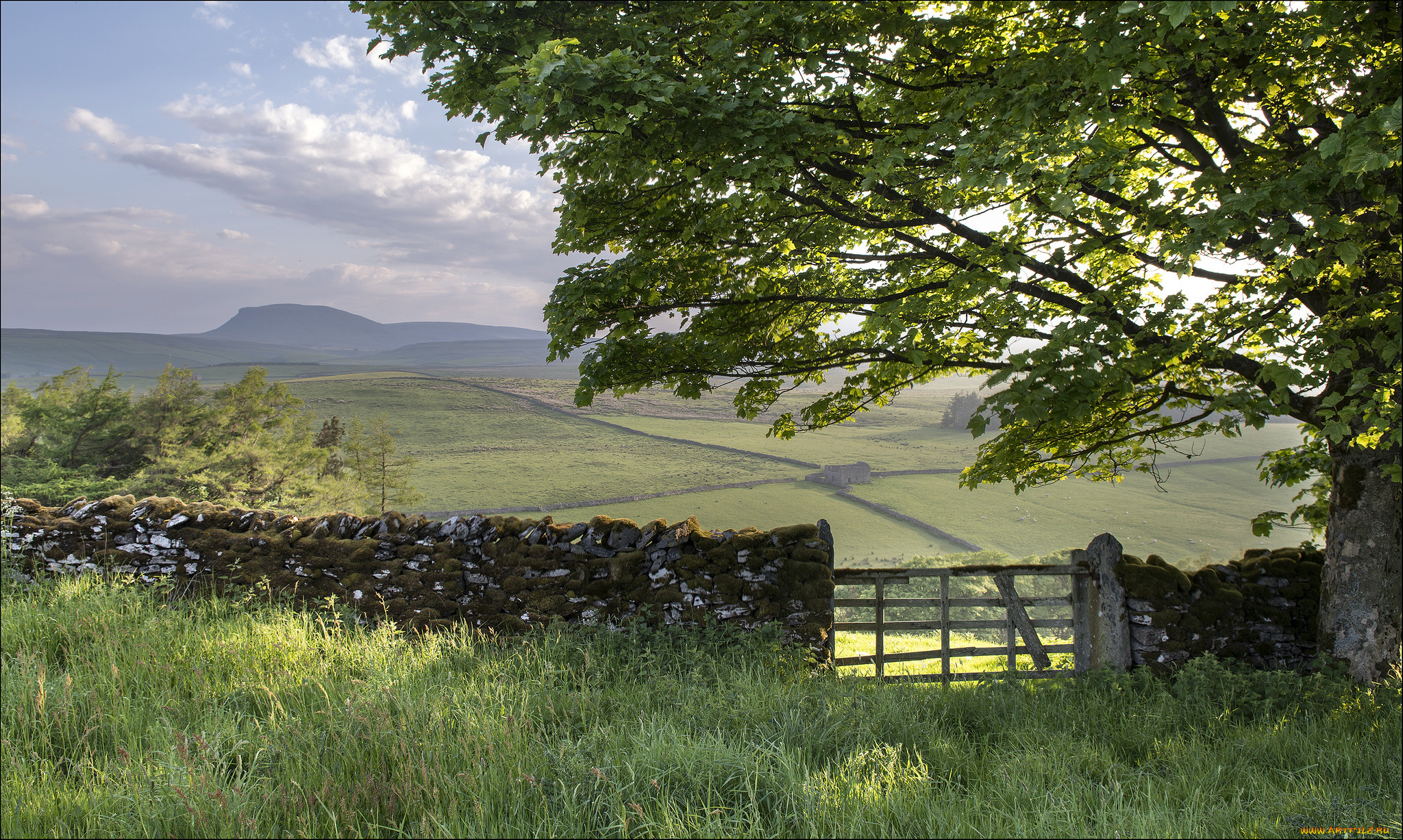 yorkshire, dales, england, природа, поля, англия, дерево, забор, ворота, пейзаж