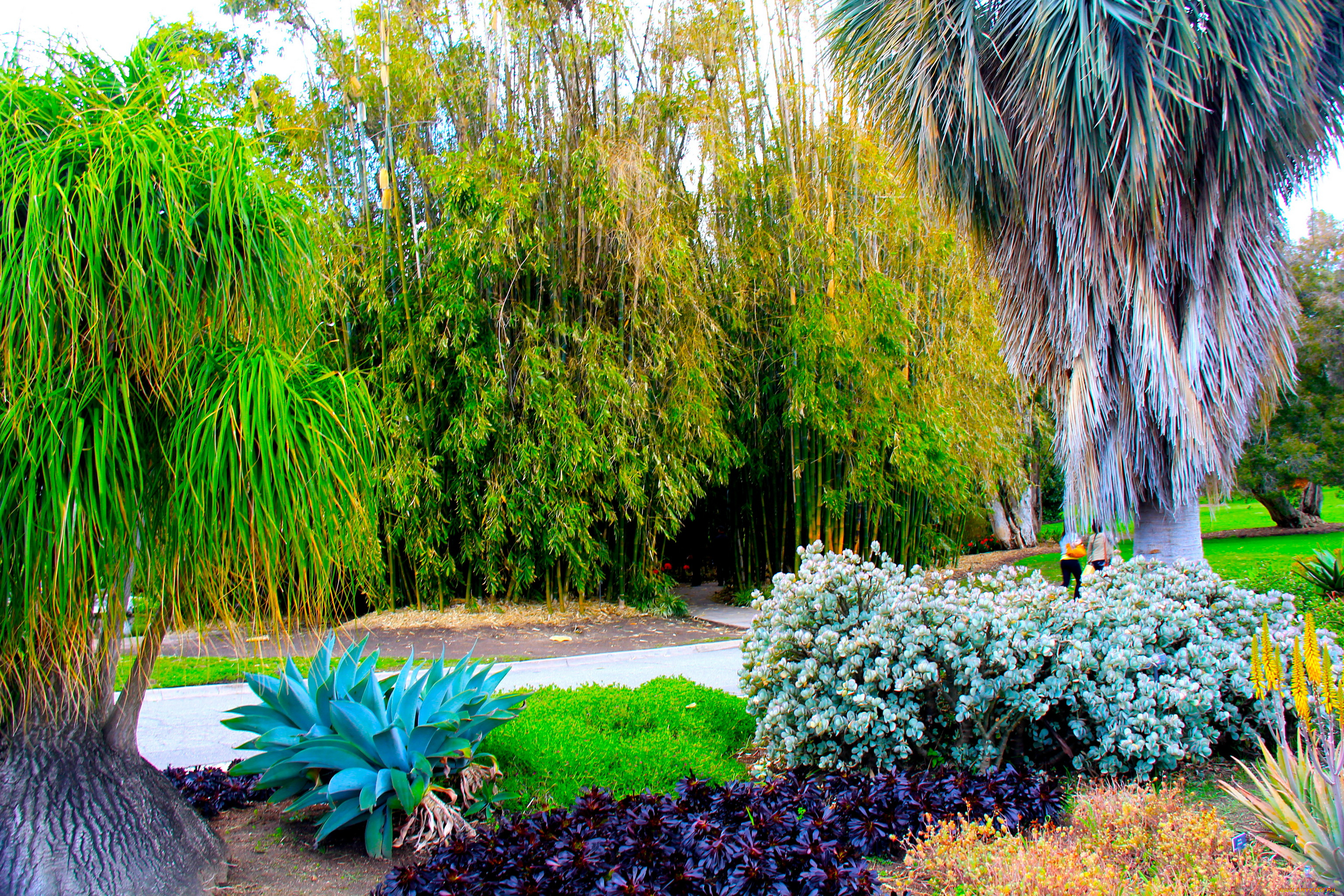 botanical, garden, san, marino, california, природа, парк, деревья, кактусы