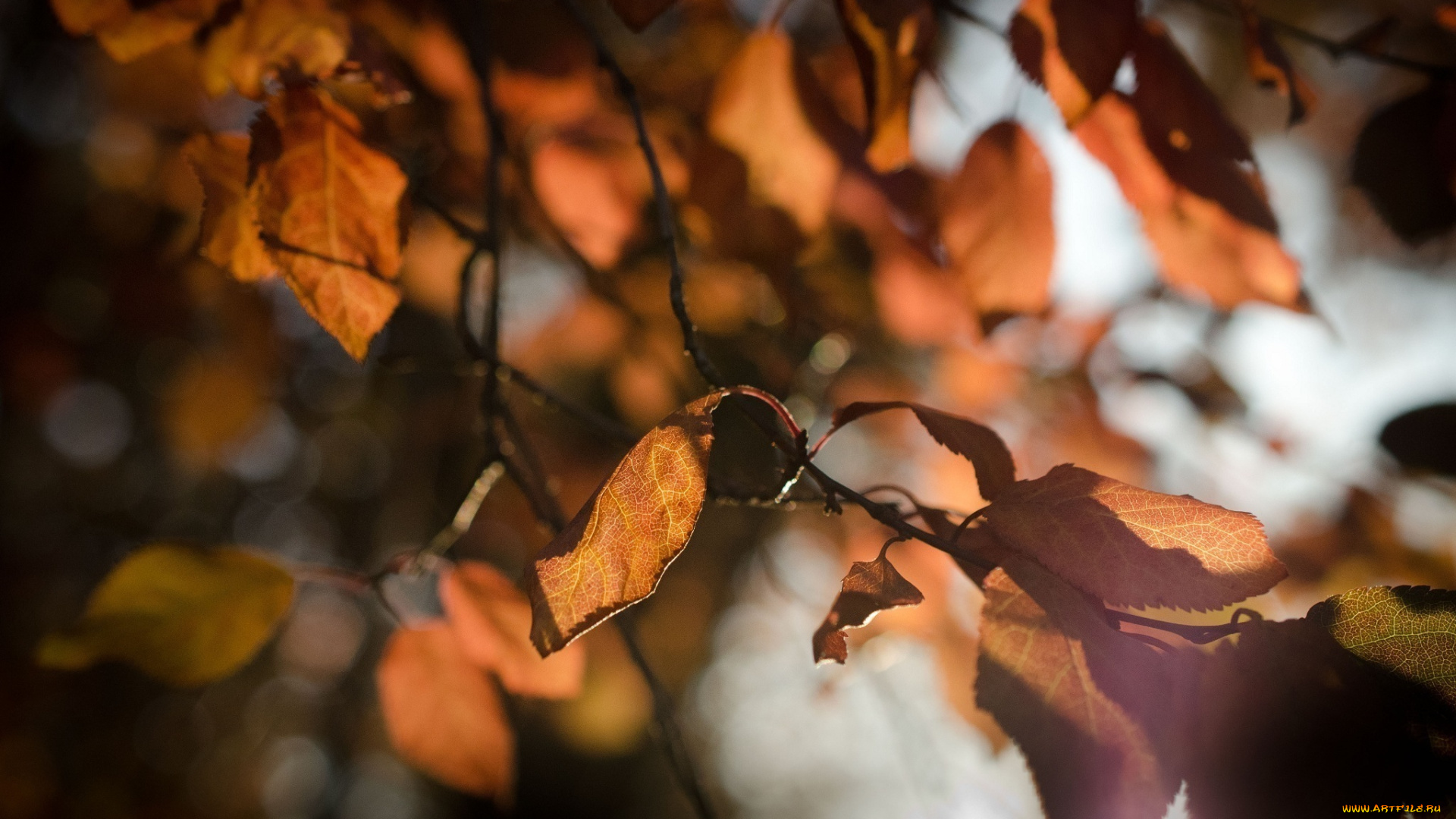 природа, листья, свет, макро, осень, ветка