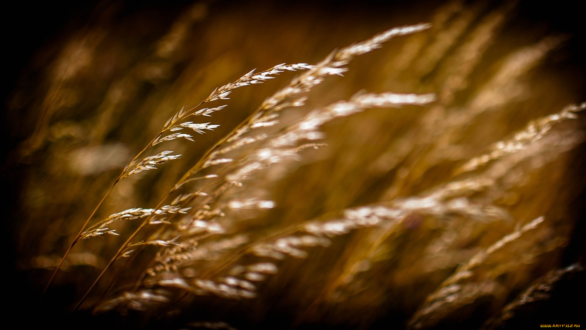 природа, макро, колоски