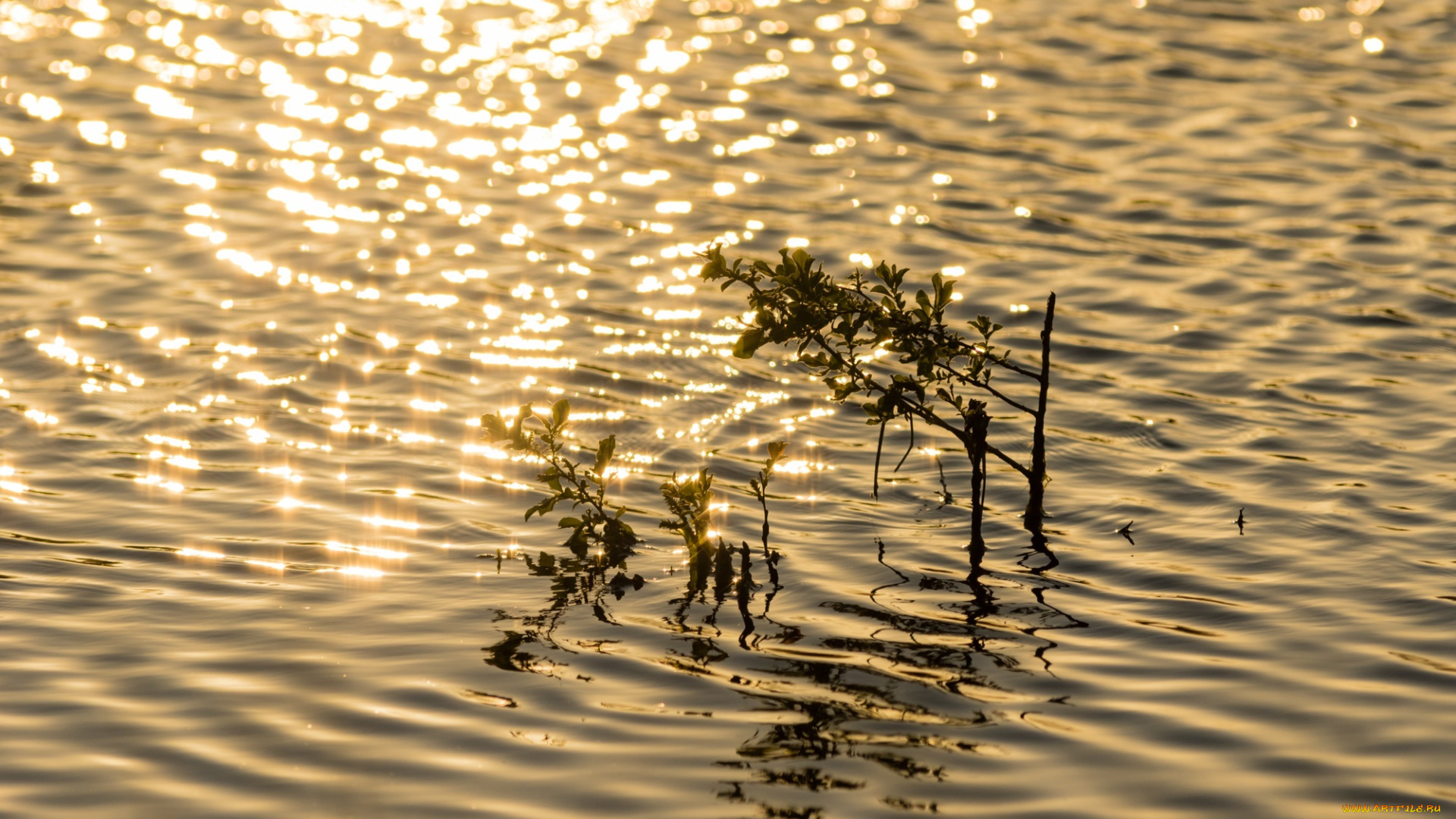 природа, вода, растение, рябь, блики, свет, отражение