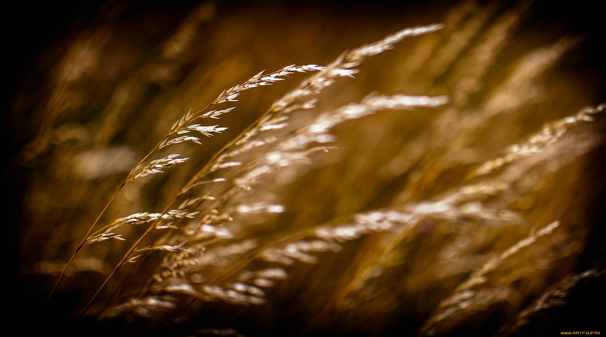 природа, макро, колоски