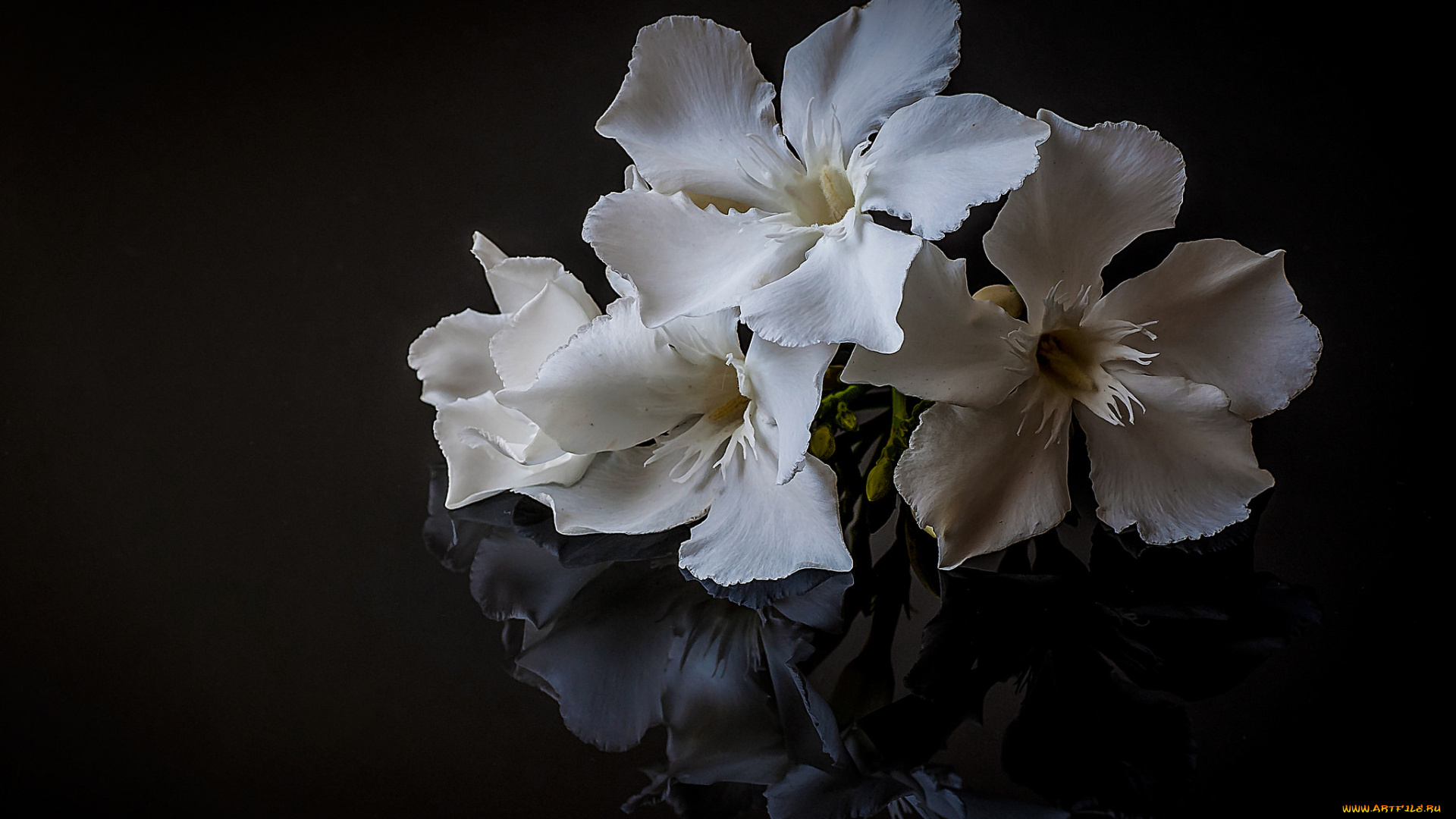 цветы, адениум, , мандевилла, цветок