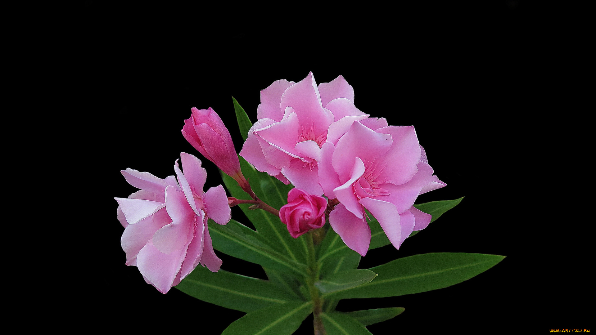 цветы, адениум, , мандевилла, цветок