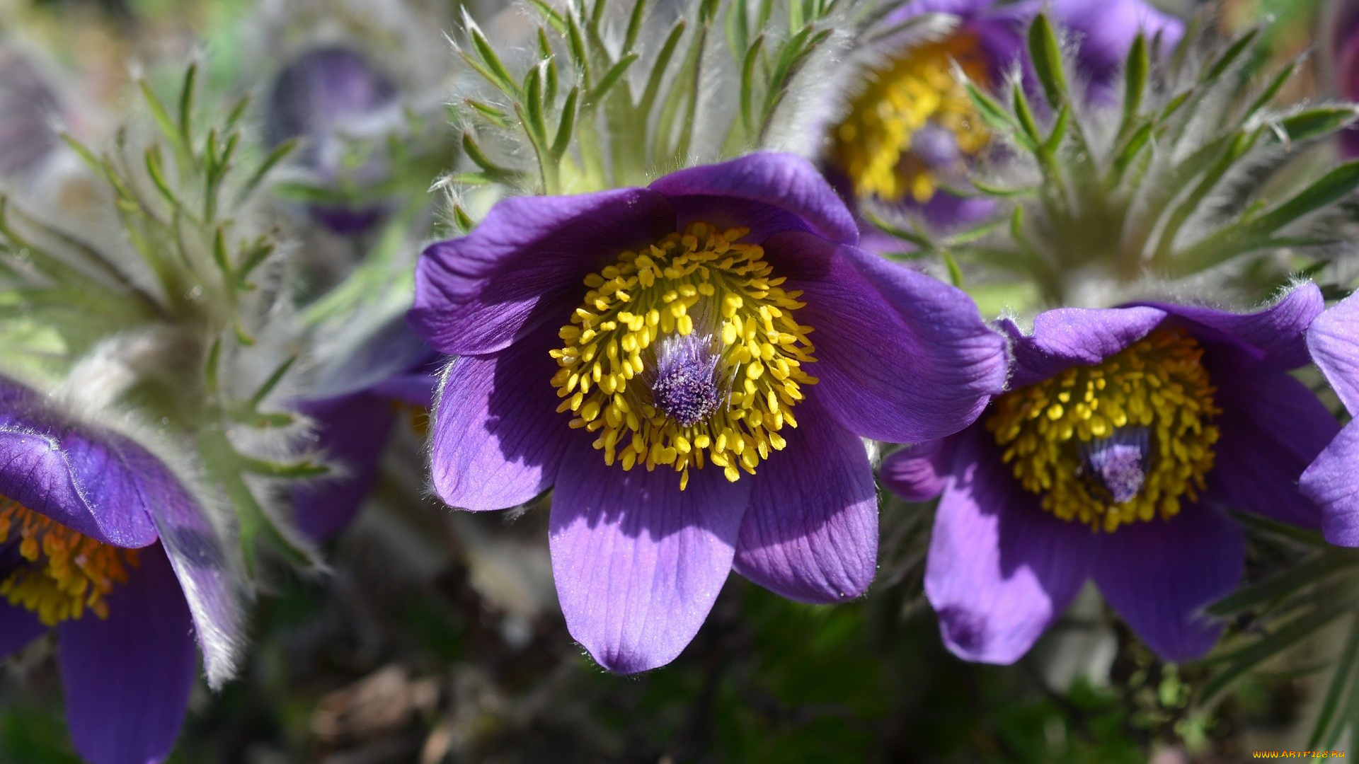 цветы, анемоны, , сон-трава, макро