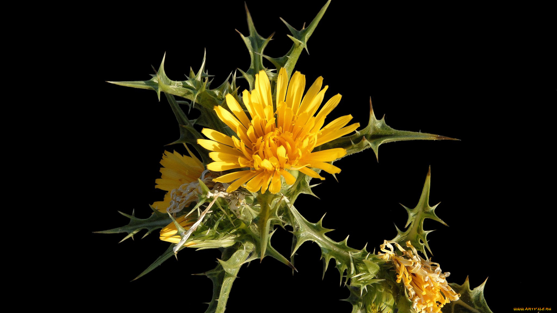 цветы, Чертополох, , репейник, цветок